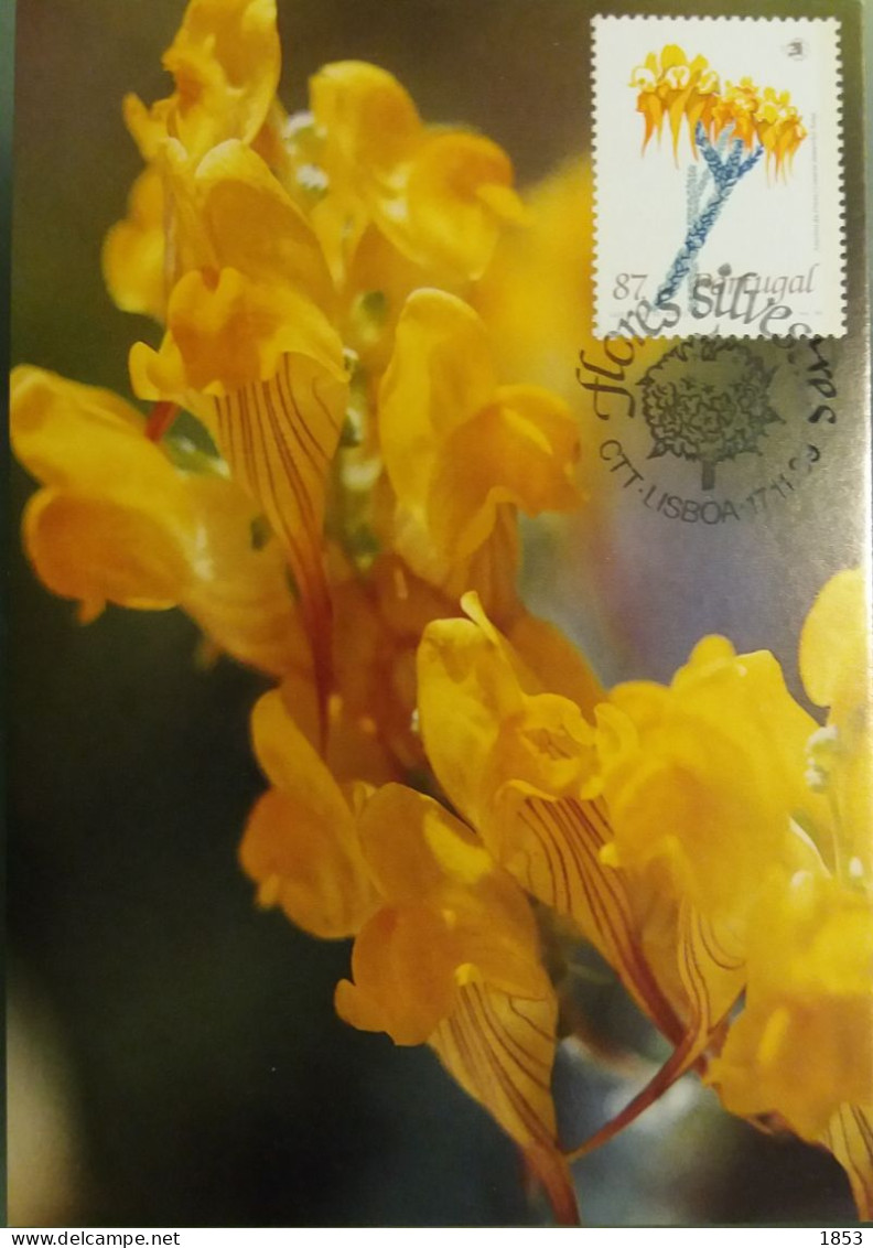 POSTAL MÁXIMO - FLORES SILVESTRES - Maximumkarten (MC)