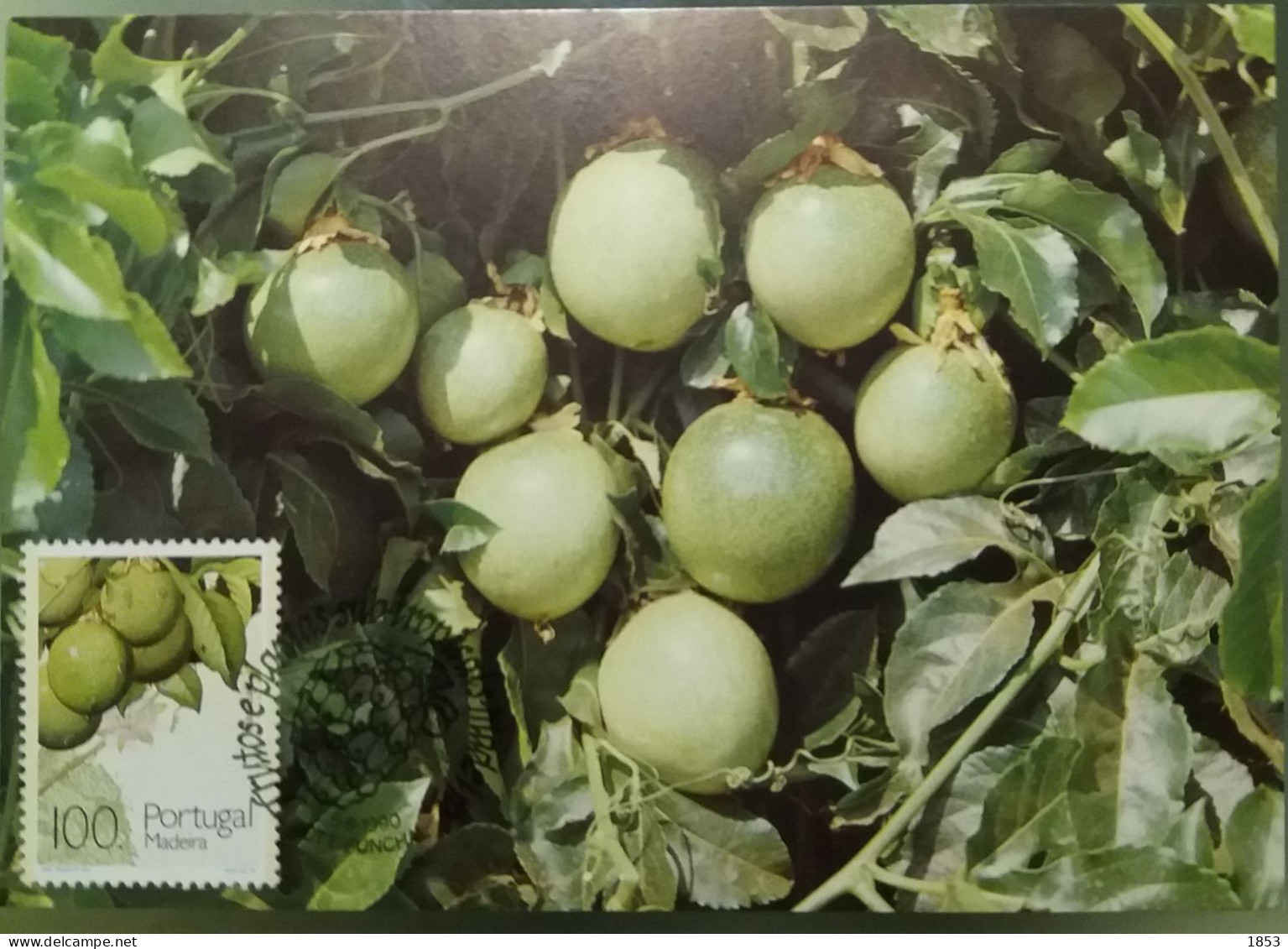 POSTAL MÁXIMO - FRUTAS E PLANTAS SUB TROPICAIS - MADEIRA - Tarjetas – Máximo