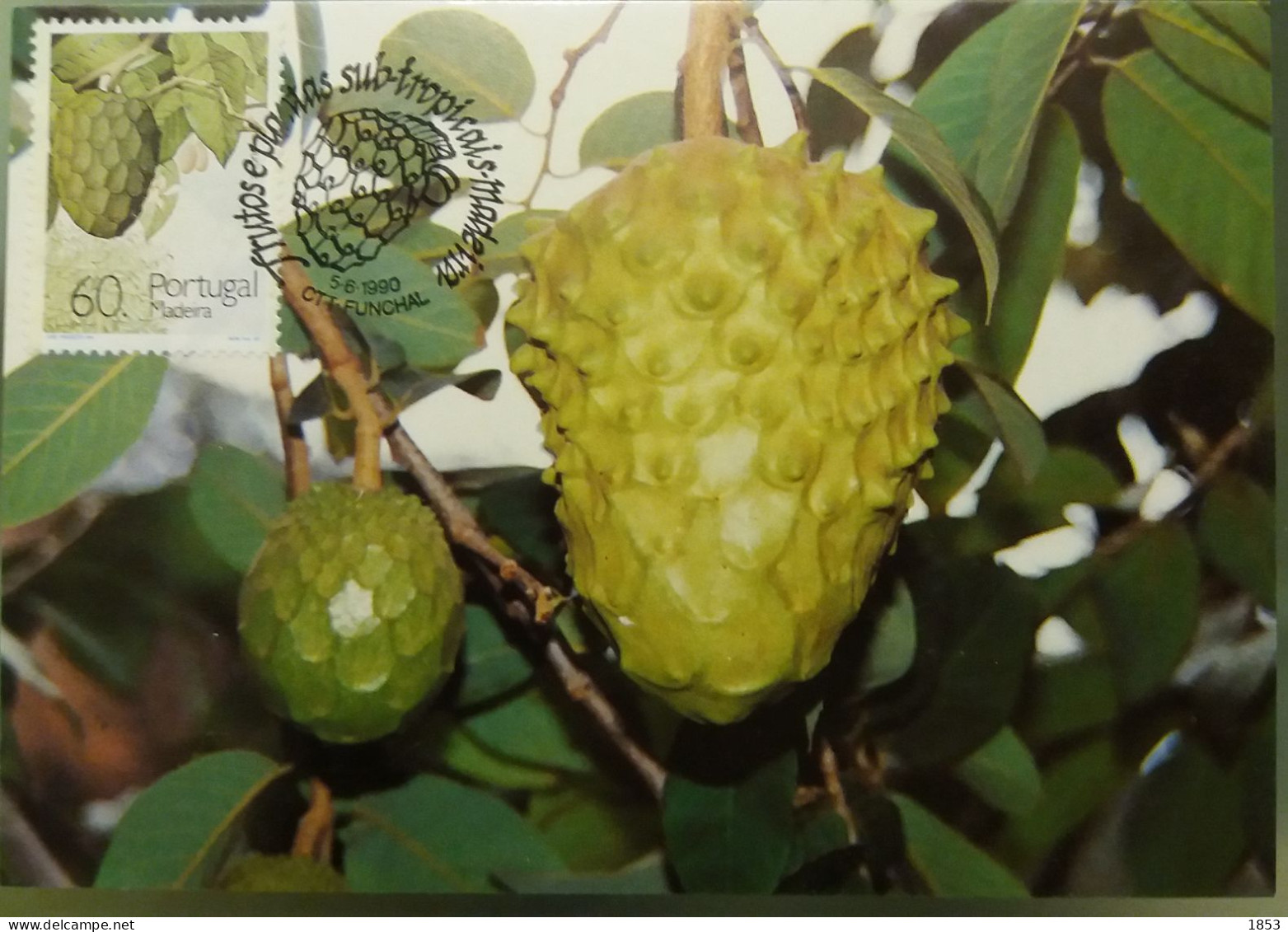 POSTAL MÁXIMO - FRUTAS E PLANTAS SUB TROPICAIS - MADEIRA - Tarjetas – Máximo