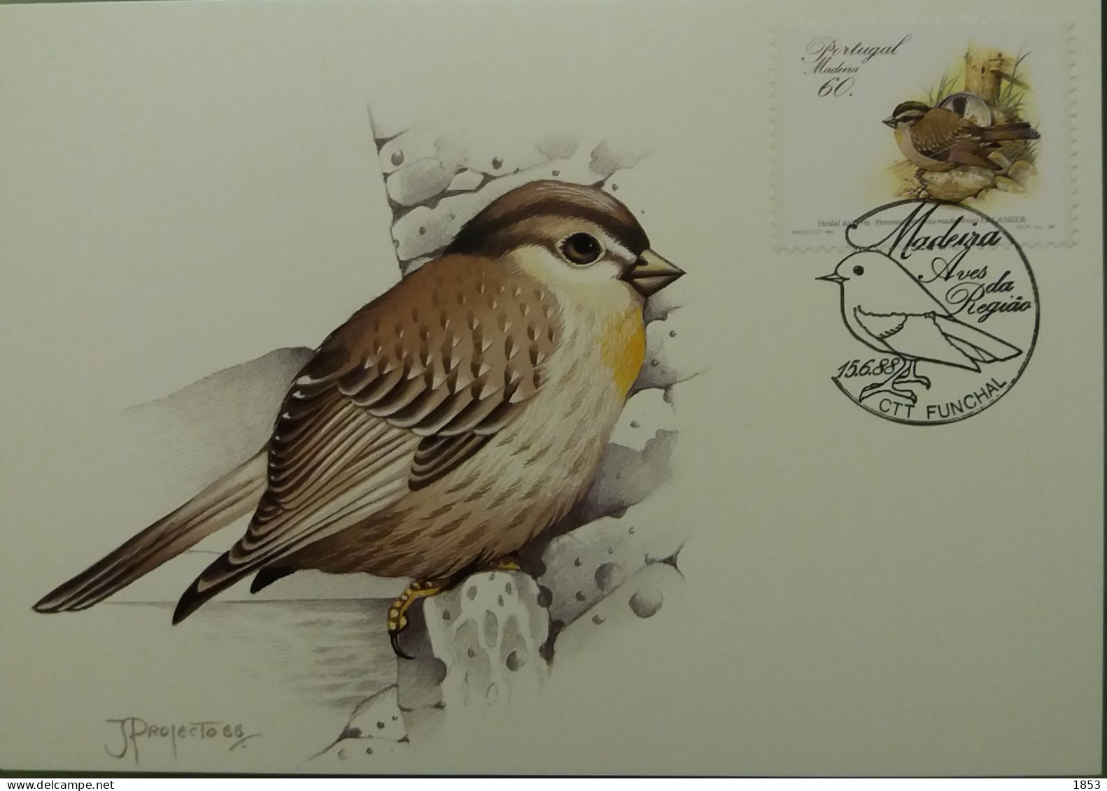 POSTAL MÁXIMO - AVES DA REGIÂO - MADEIRA - Tarjetas – Máximo