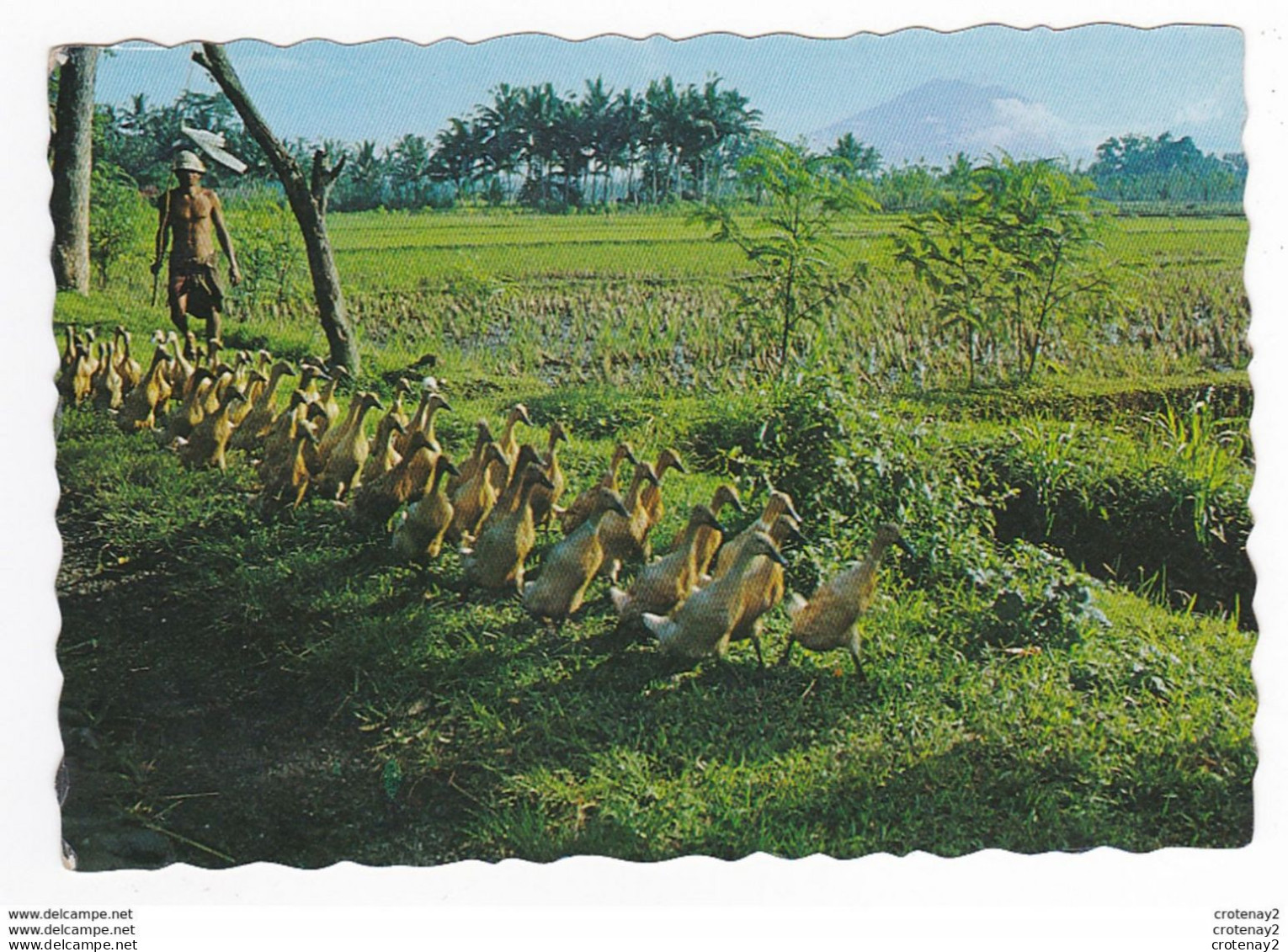 BALI Indonésie Indonesia Training Ducks To Kennel Bali Beau Défilé De Canards VOIR TIMBRE - Indonesië