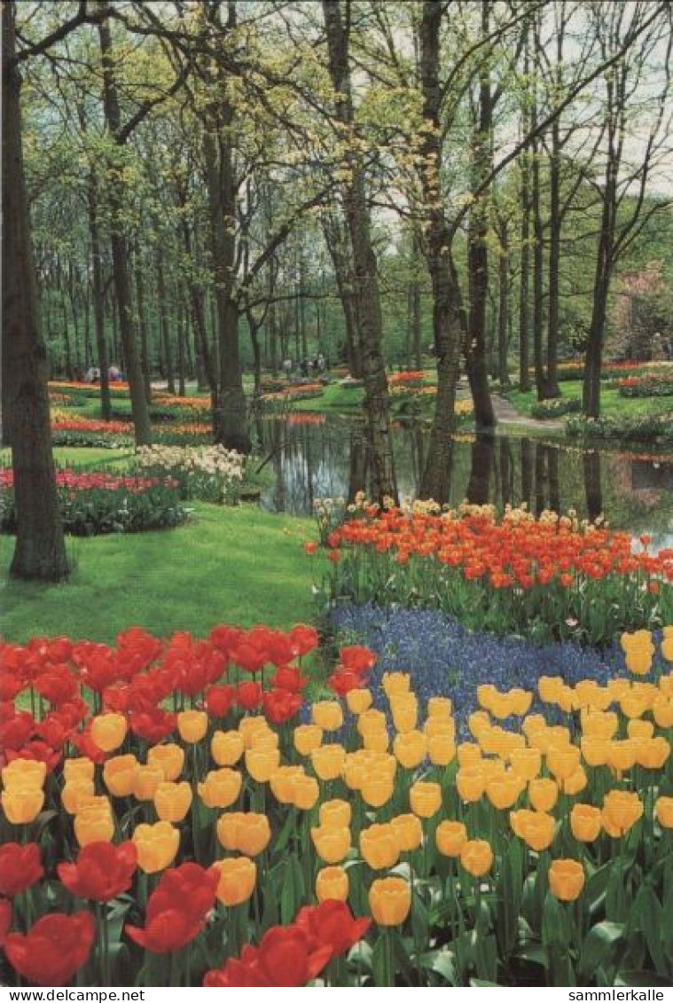 106459 - Niederlande - Lisse - Keukenhof - Ca. 1980 - Lisse