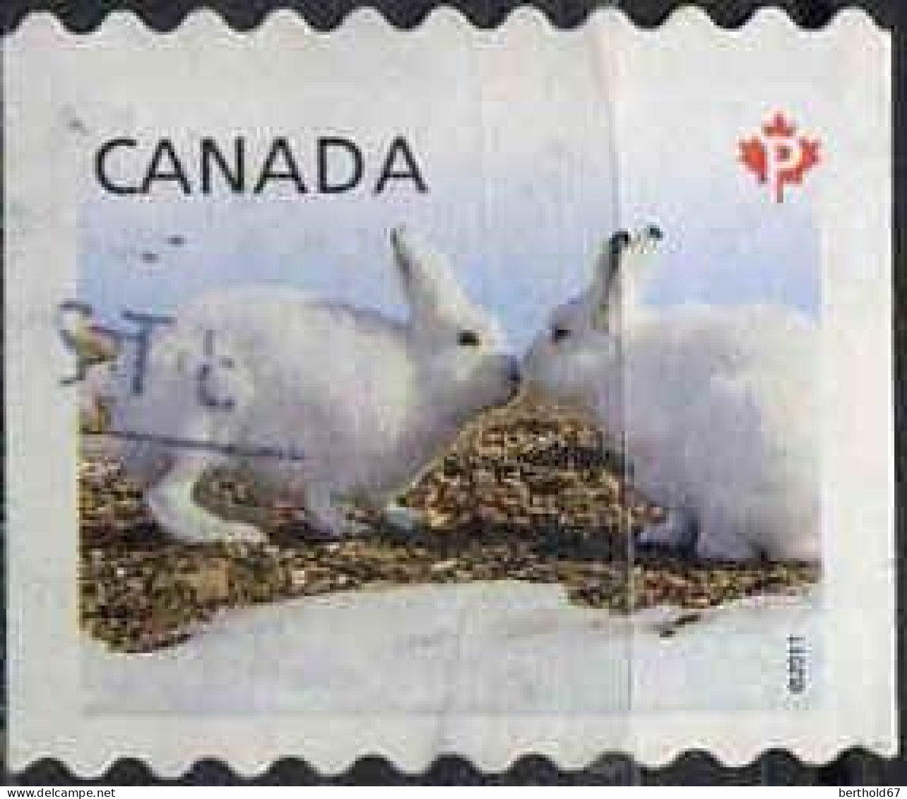 Canada Poste Obl Yv:2570 Mi:2682 Lièvres Arctiques (Obli. Ordinaire) - Used Stamps