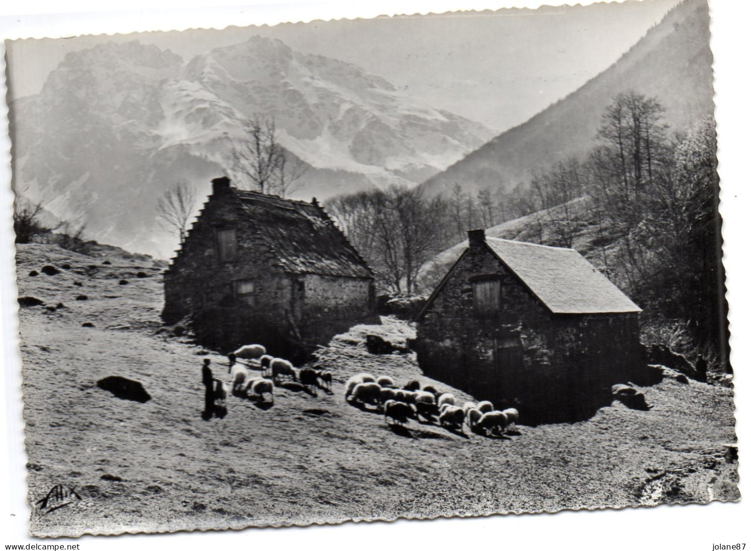 CPSM    LES PYRENEES      -     PATURAGES ET CABANES DE BERGERS       ELEVAGE DE MOUTONS BREBIS - Viehzucht