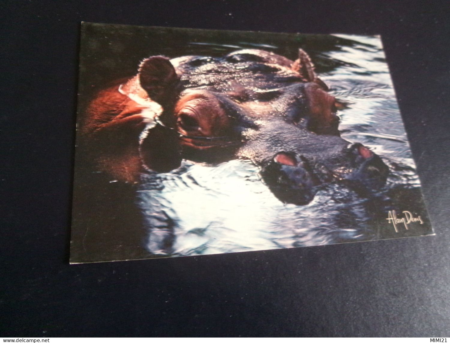 BELLE CARTE."LUMIERES D'AFRIQUE ...HIPPOPOTAME " ...PHOTO ALAIN DENIS - Hippopotames