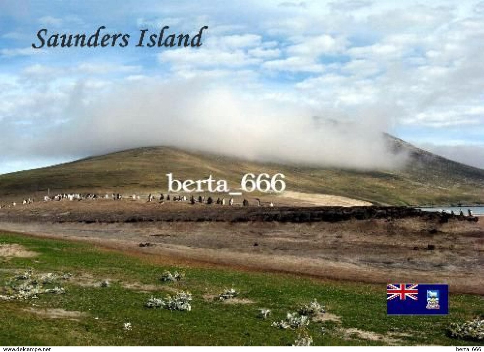 Falklands Islands Saunders Island Malvinas New Postcard - Falkland Islands