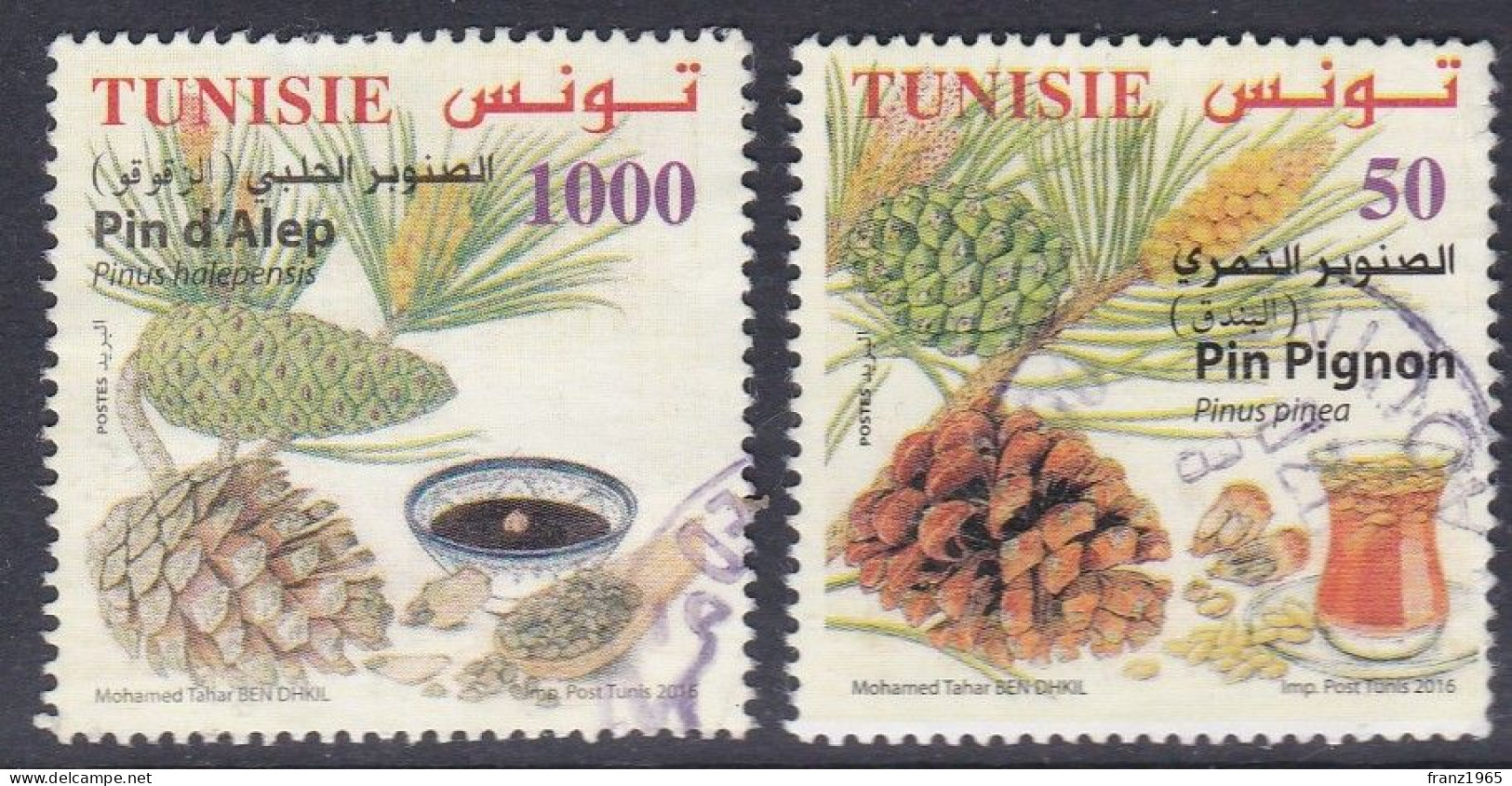 Conifers - 2016 - Tunisia (1956-...)