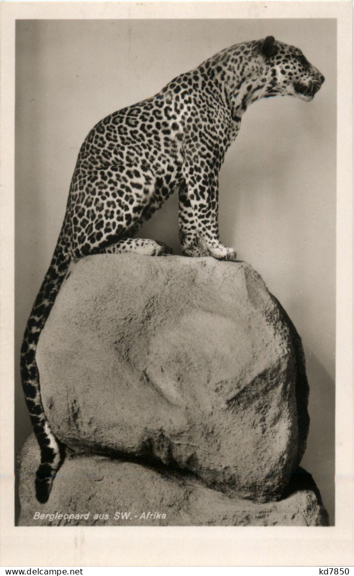 Bergleopard Aus SW-Afrika - Tijgers