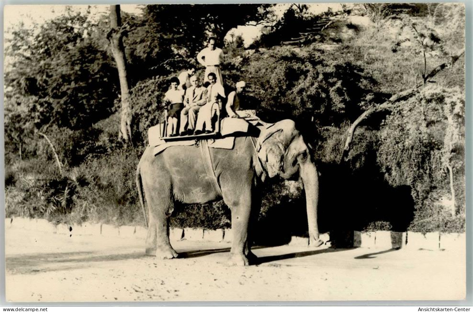 10668401 - Karatschi - Éléphants
