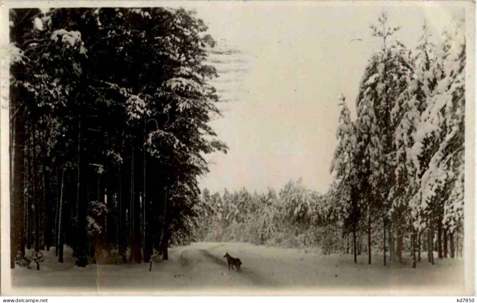 Eesti - Der Winter Im Walde - Estonie