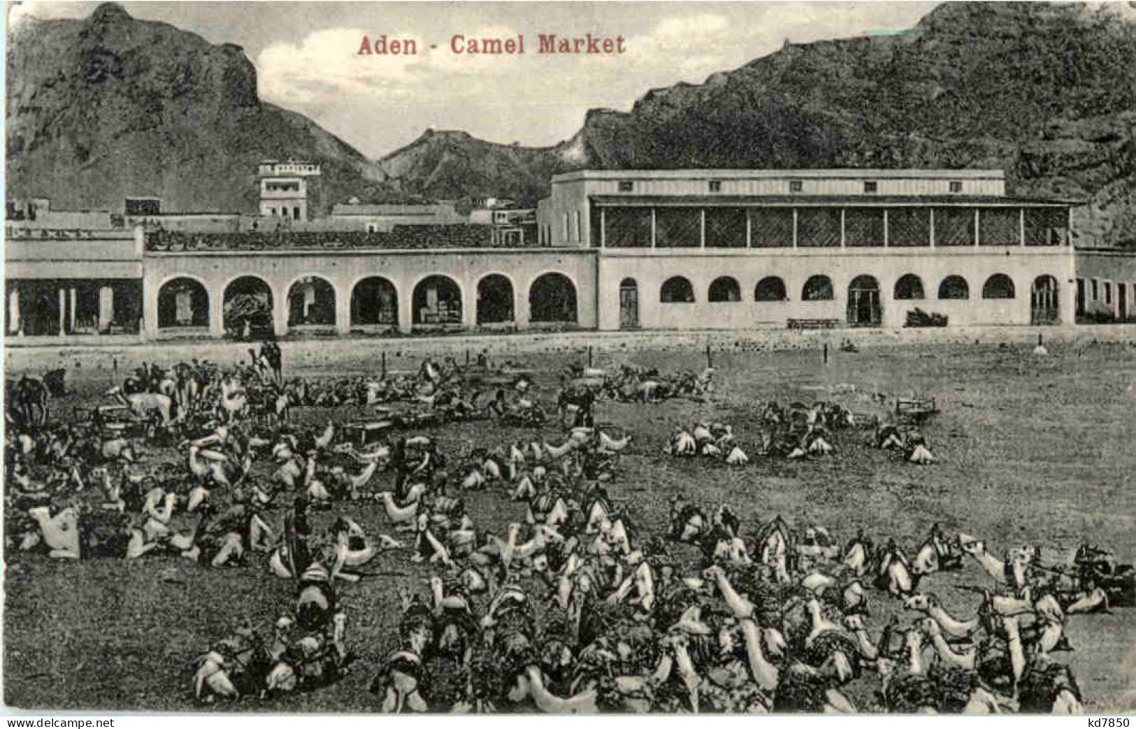 Aden - Camel Market - Jemen - Jemen