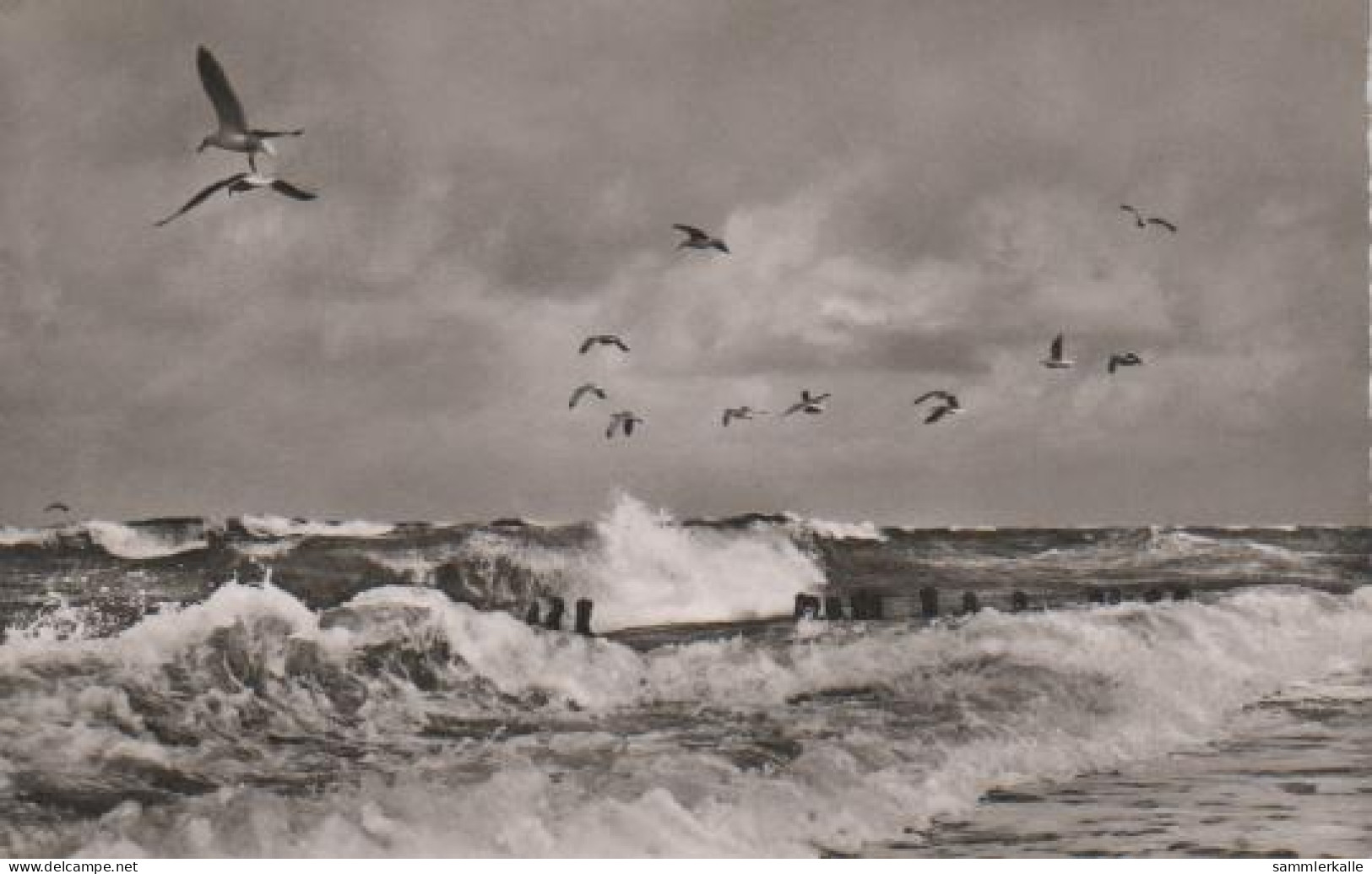 3625 - Borkum - Möwen In Der Brandung - Ca. 1965 - Borkum