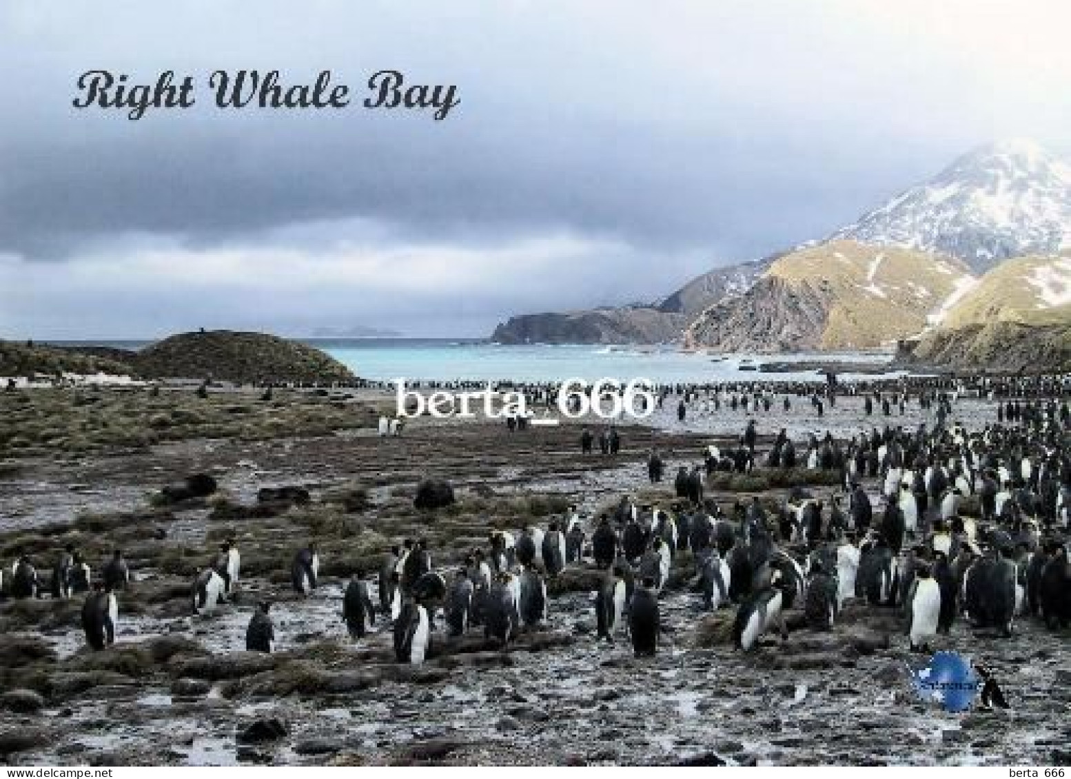 Antarctica South Georgia Right Whale Bay New Postcard - Autres & Non Classés