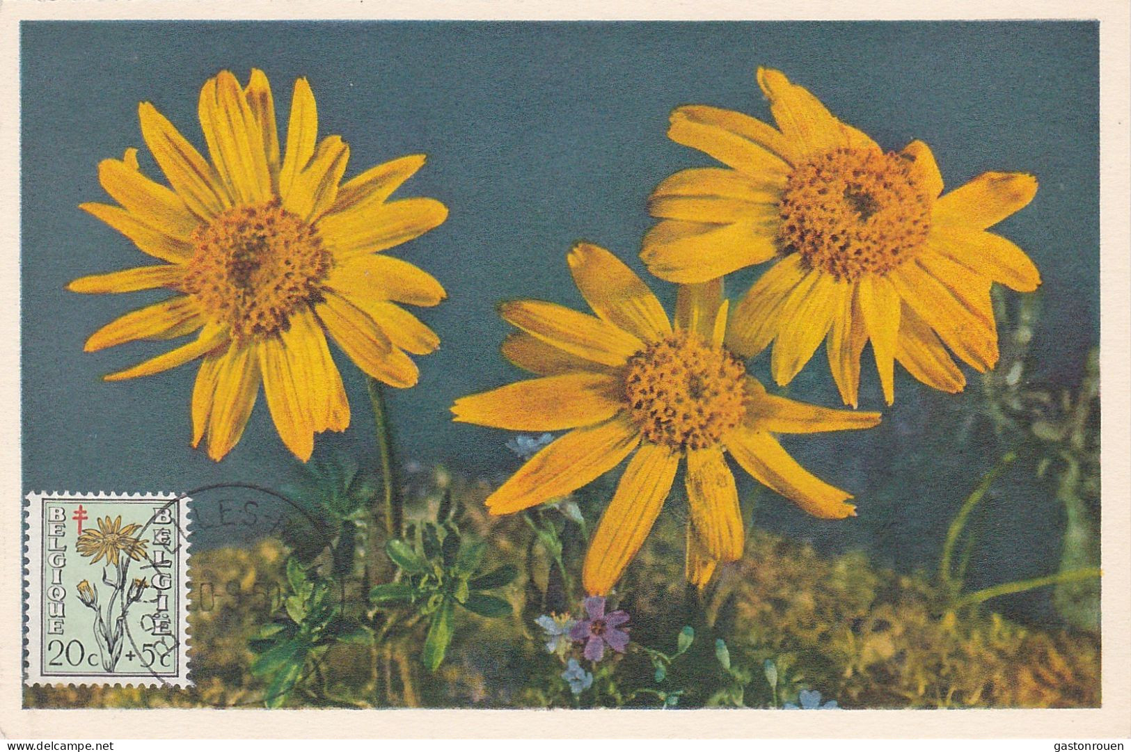 Carte Maximum Belgique 814 Oeuvres Antituberculeuses Fleur Flower Arnica 1950 - 1934-1951