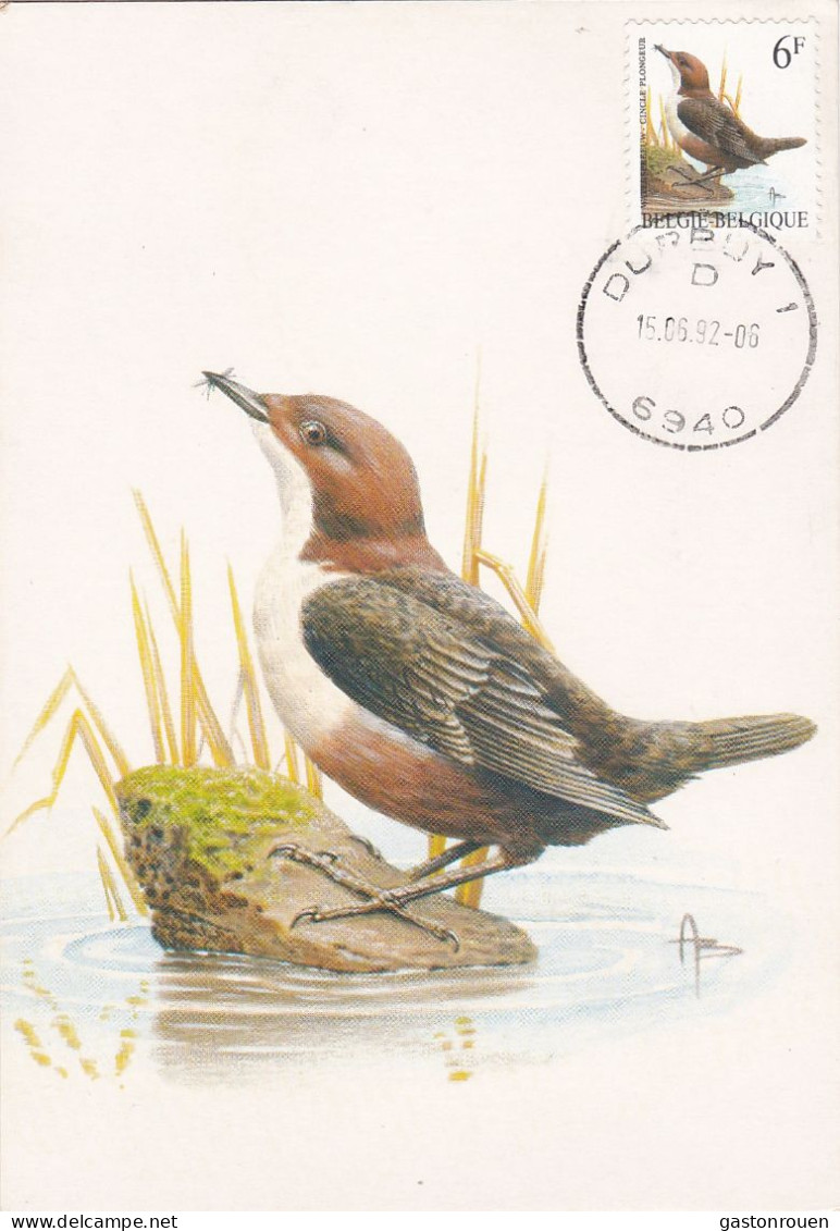Carte Maximum Belgique Oiseau Bird Buzin 2459 Cincle 1992 - 1991-2000