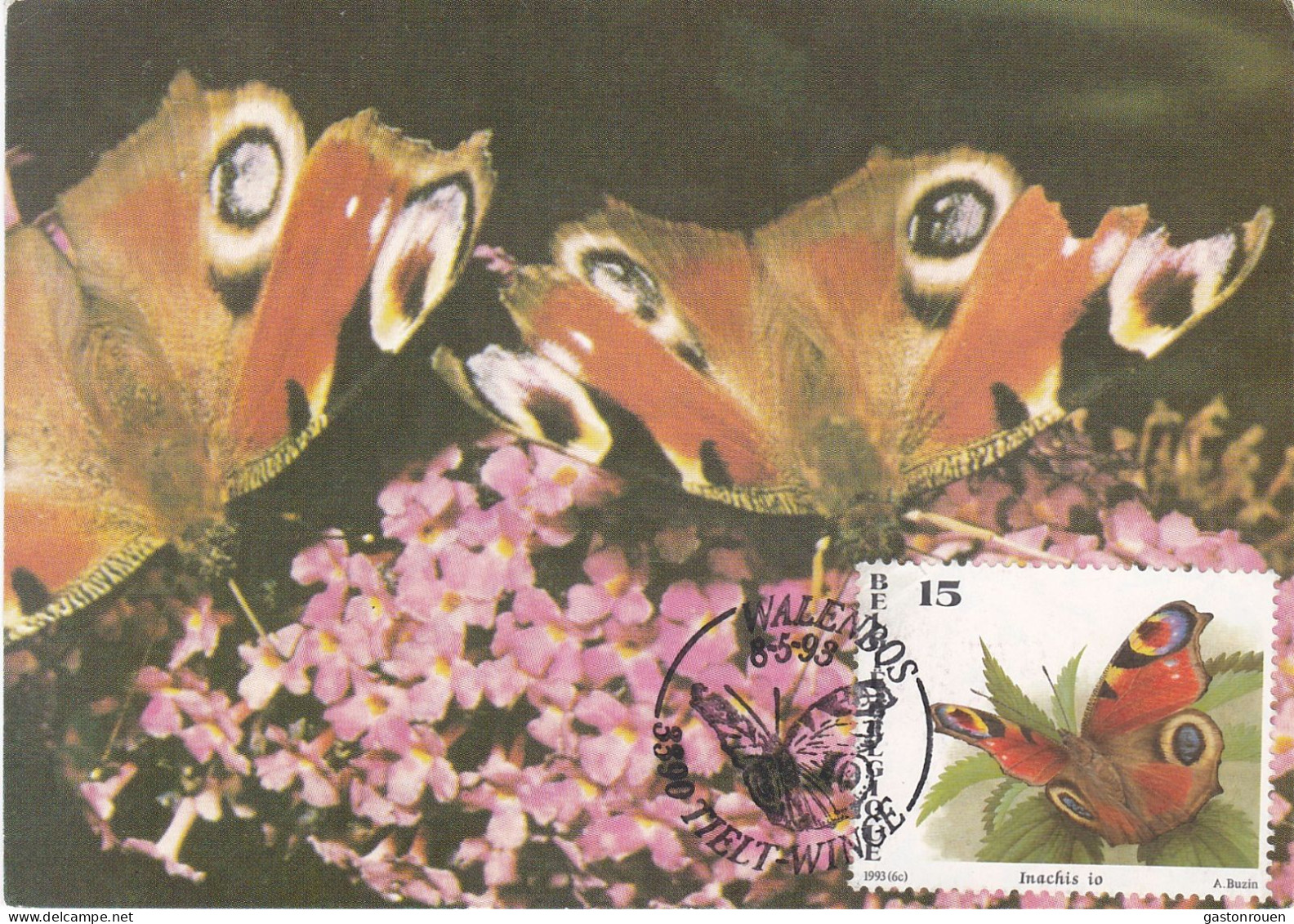 Carte Maximum Belgique Papillon Butterfly Buzin 2505 Inachis Io 1993 - 1991-2000