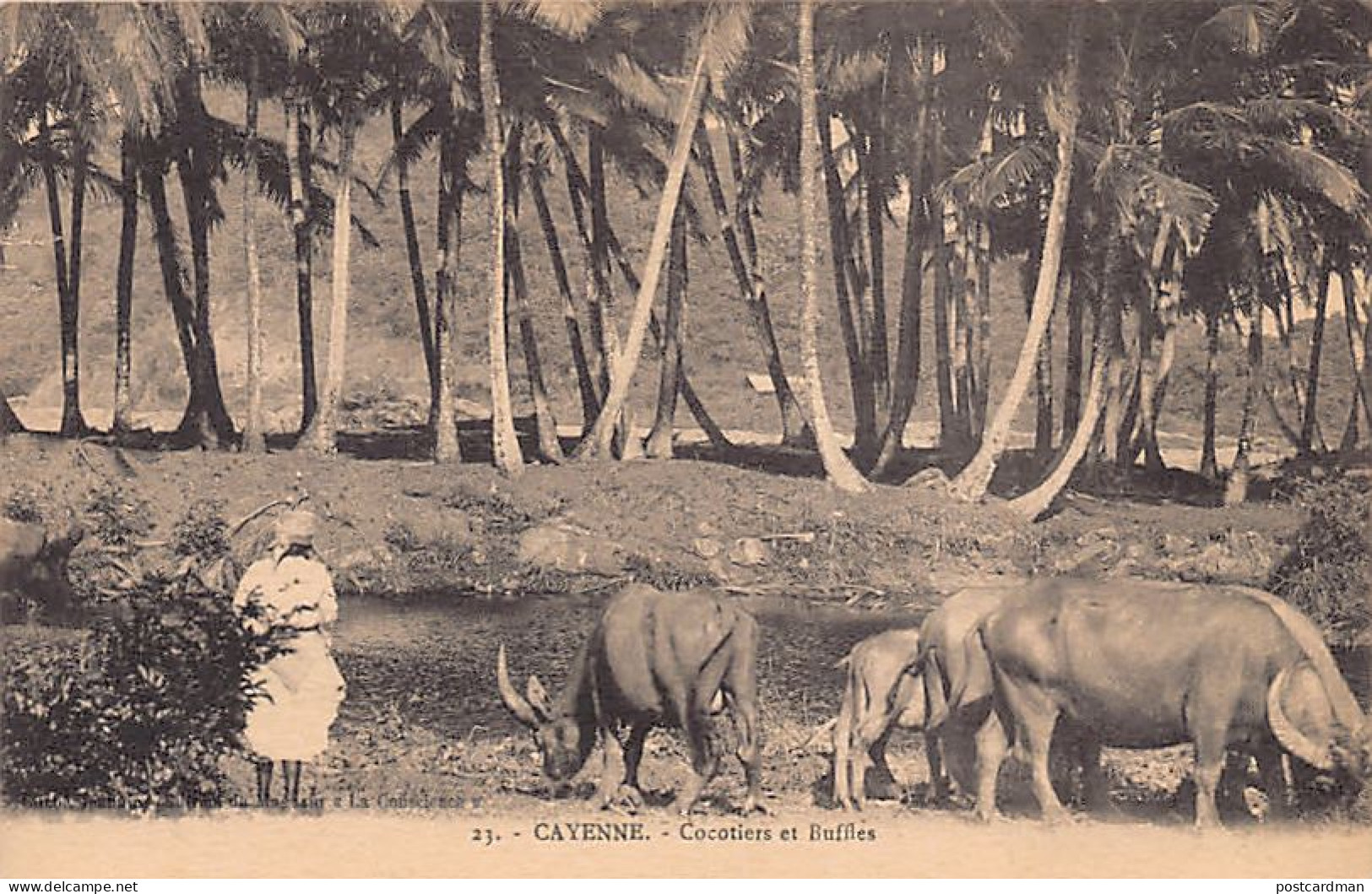 Guyane - CAYENNE - Cocotiers Et Buffles - Ed. Magasin La Conscience 23. - Cayenne