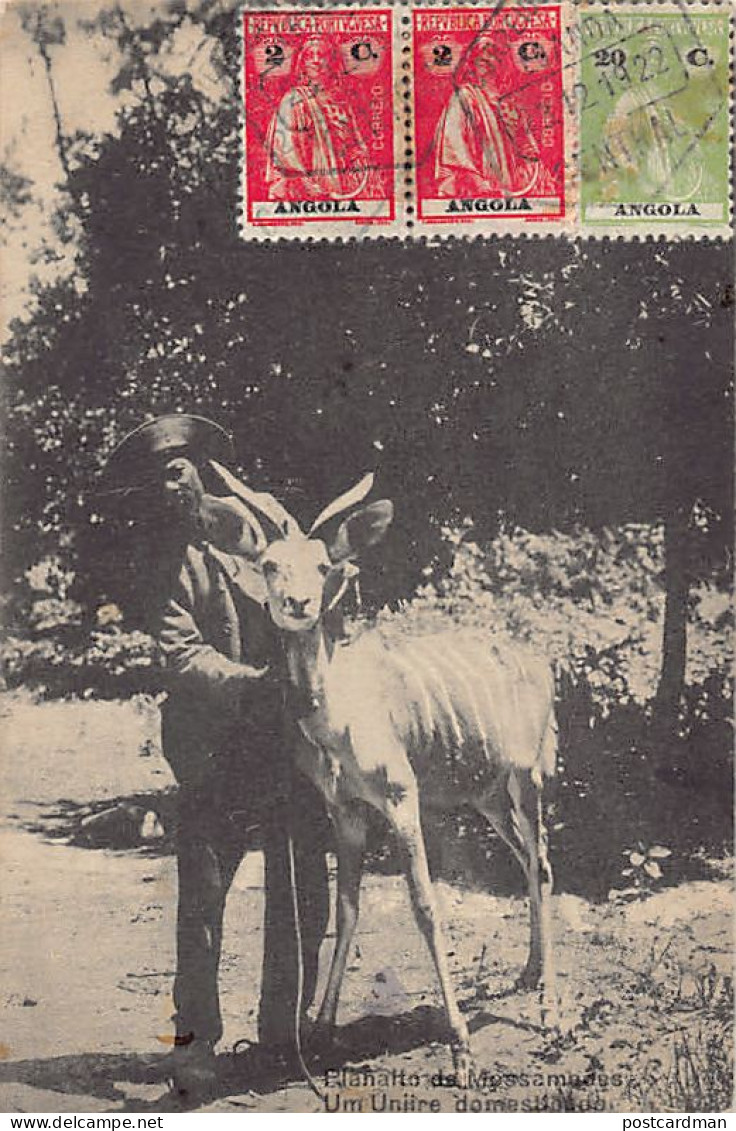 Angola - MOÇÂMEDES - A Tamed Antelope - Publ. Julio Rogado Leotao Lda  - Angola