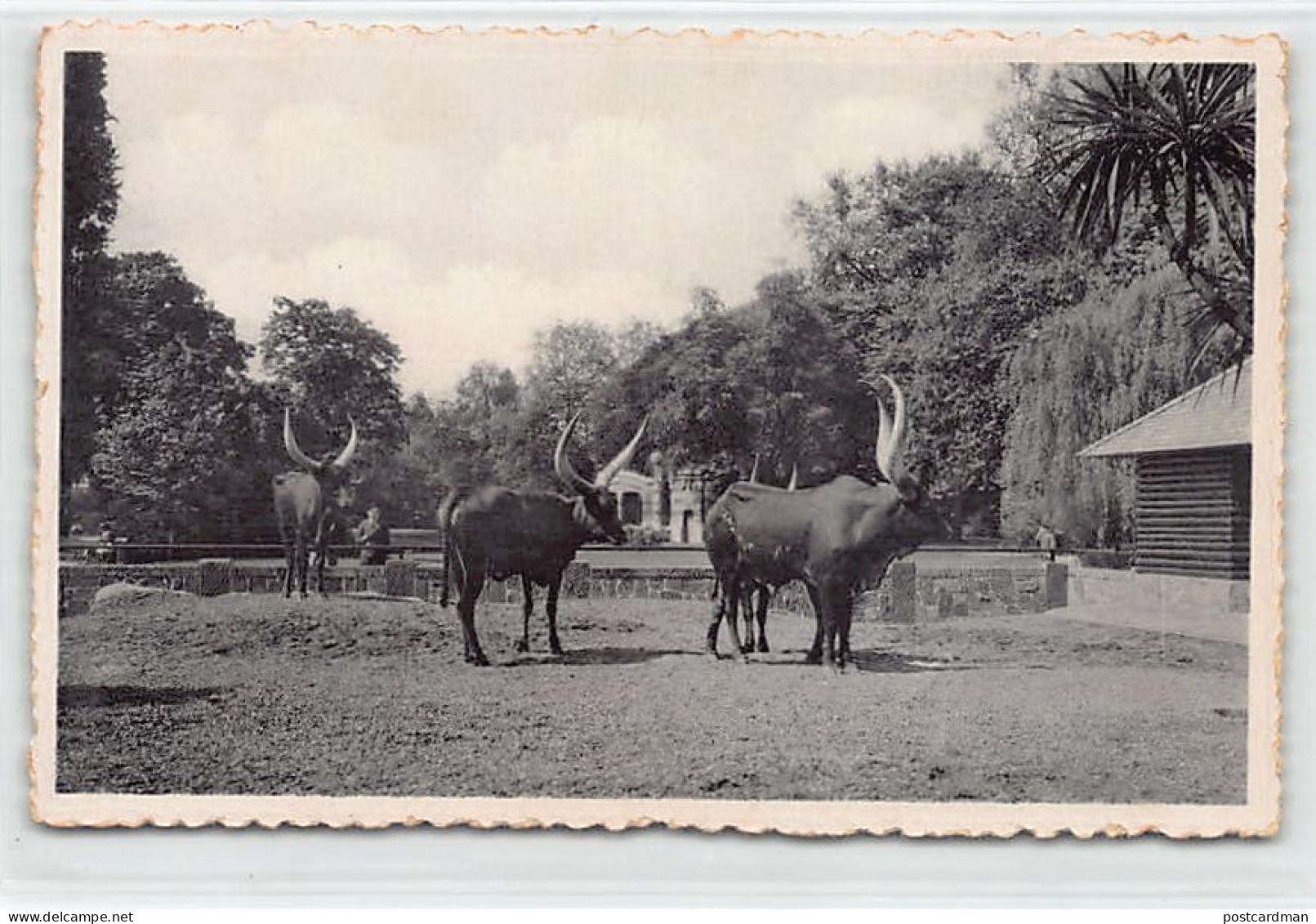 Ruanda-Urundi - The Watutsi Park In The Antwerpen Zoological Garden In Belgium - Publ. Photo Zoo  - Ruanda Urundi