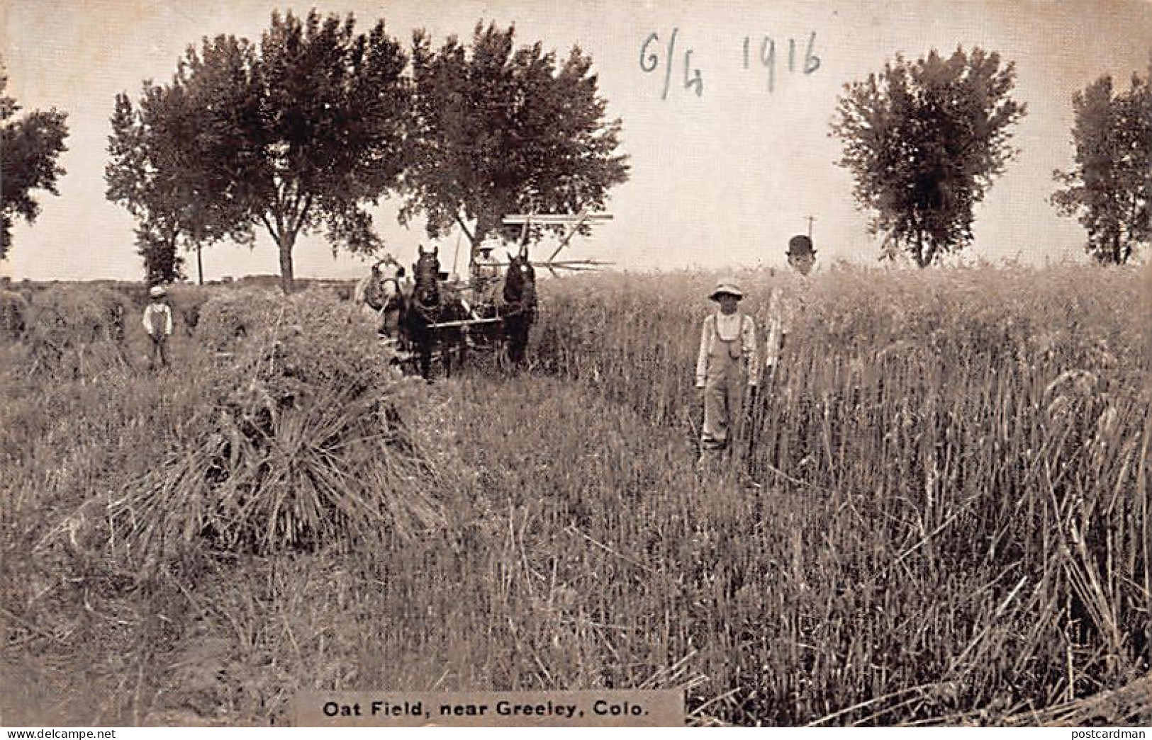 GREELEY (CO) Oat Field - Autres & Non Classés