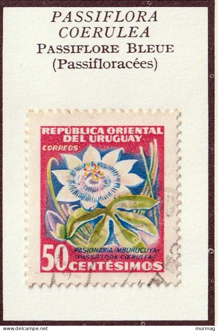 URUGUAY - Fleurs, Erythrine Corail, Passiflore Bleue - 1954 - MH Et Oblitéré - Uruguay