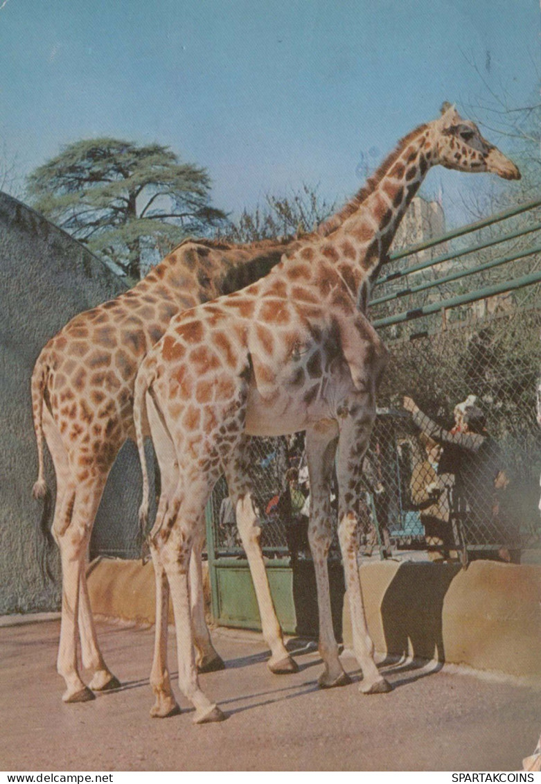 GIRAFFE Animals Vintage Postcard CPSM #PBS953.GB - Giraffes