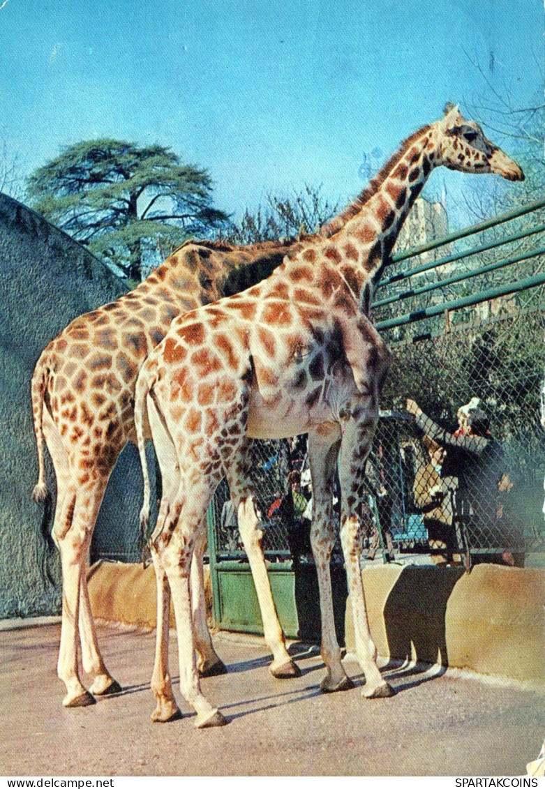 GIRAFFE Animals Vintage Postcard CPSM #PBS953.GB - Giraffes