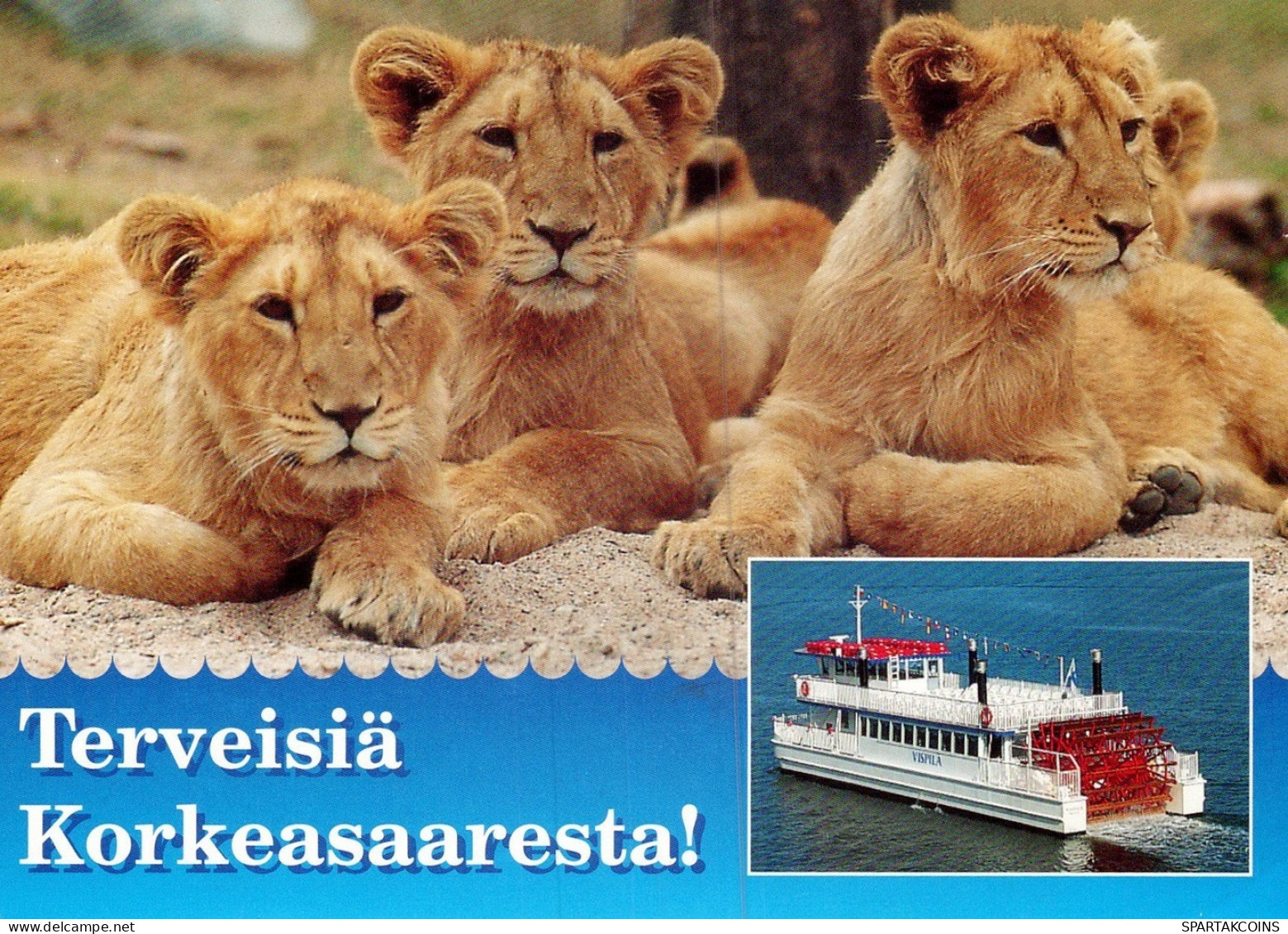 LION BIG CAT Animals Vintage Postcard CPSM Unposted #PAM004.GB - Leoni