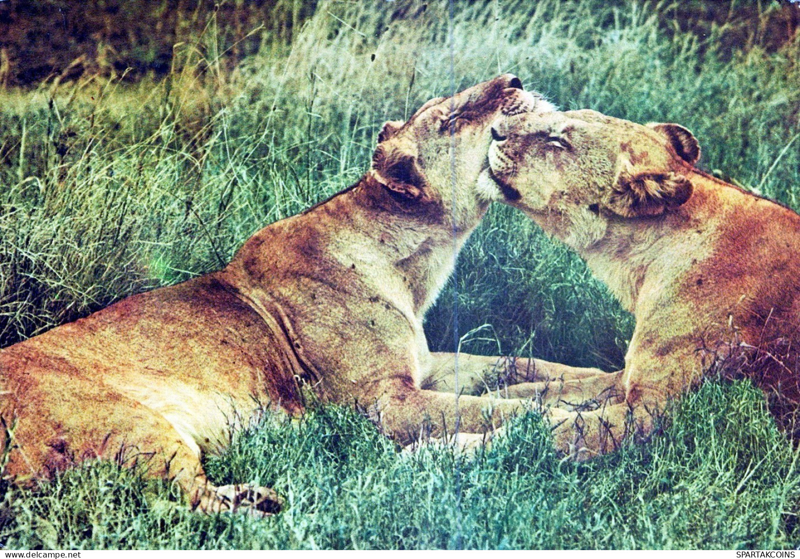 LEÓN GATO GRANDE Animales Vintage Tarjeta Postal CPSM #PAM005.ES - Lions