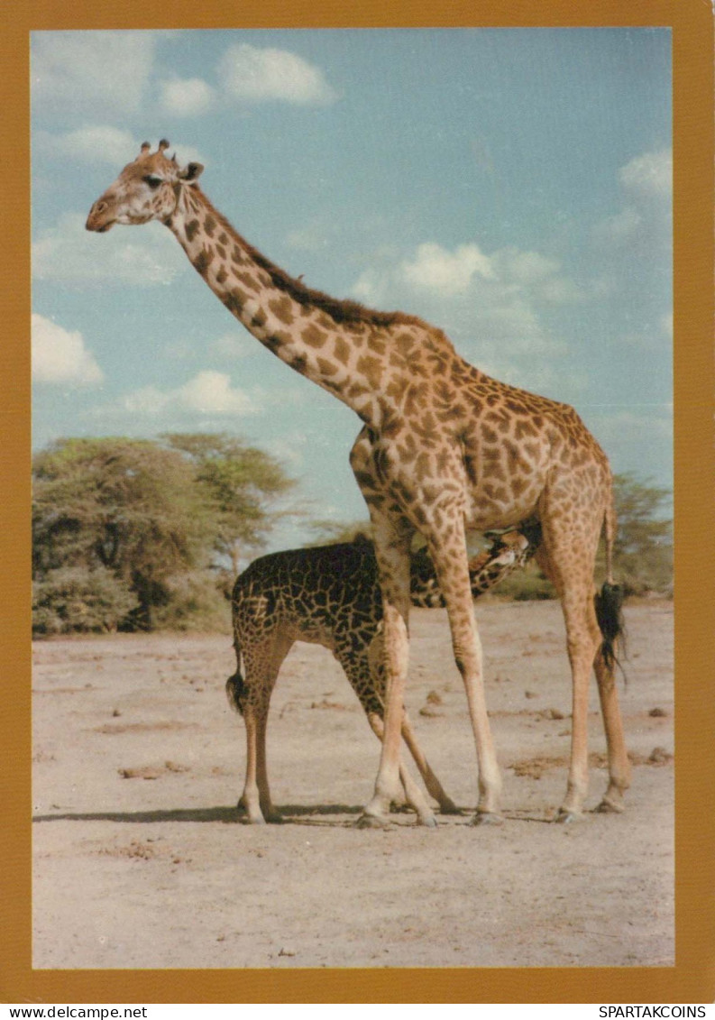 GIRAFE Animaux Vintage Carte Postale CPSM #PBS955.FR - Giraffe