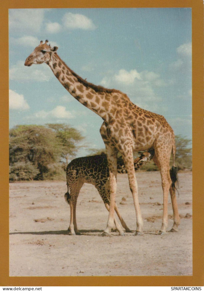 GIRAFE Animaux Vintage Carte Postale CPSM #PBS955.FR - Jirafas