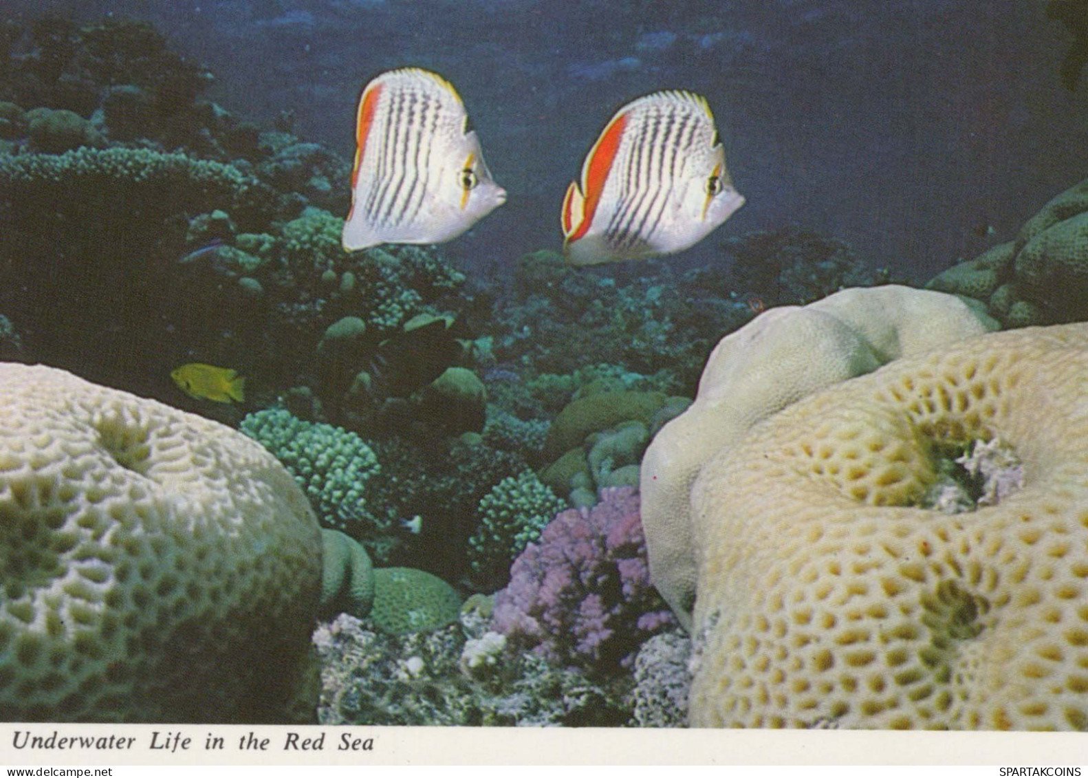 FISCH Tier Vintage Ansichtskarte Postkarte CPSM #PBS887.DE - Pesci E Crostacei