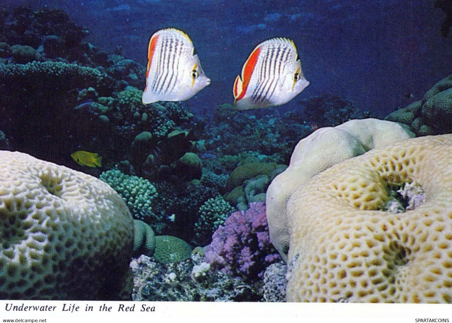 FISCH Tier Vintage Ansichtskarte Postkarte CPSM #PBS887.DE - Vissen & Schaaldieren