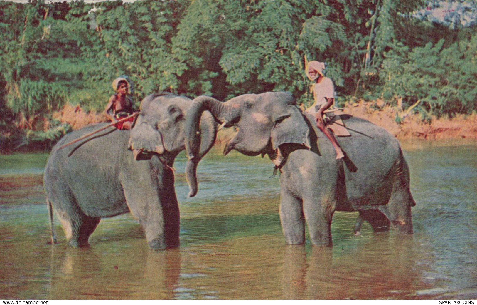 ELEFANTE Animale Vintage Cartolina CPA #PKE763.IT - Elefanti