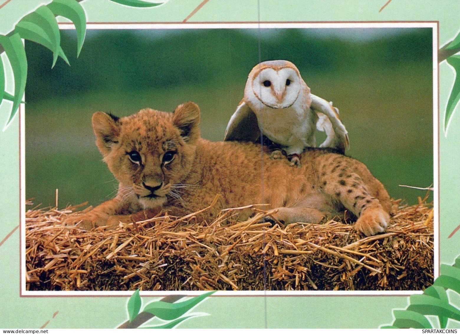 LEONE GRANDE GATTO Animale Vintage Cartolina CPSM #PAM008.IT - Leoni