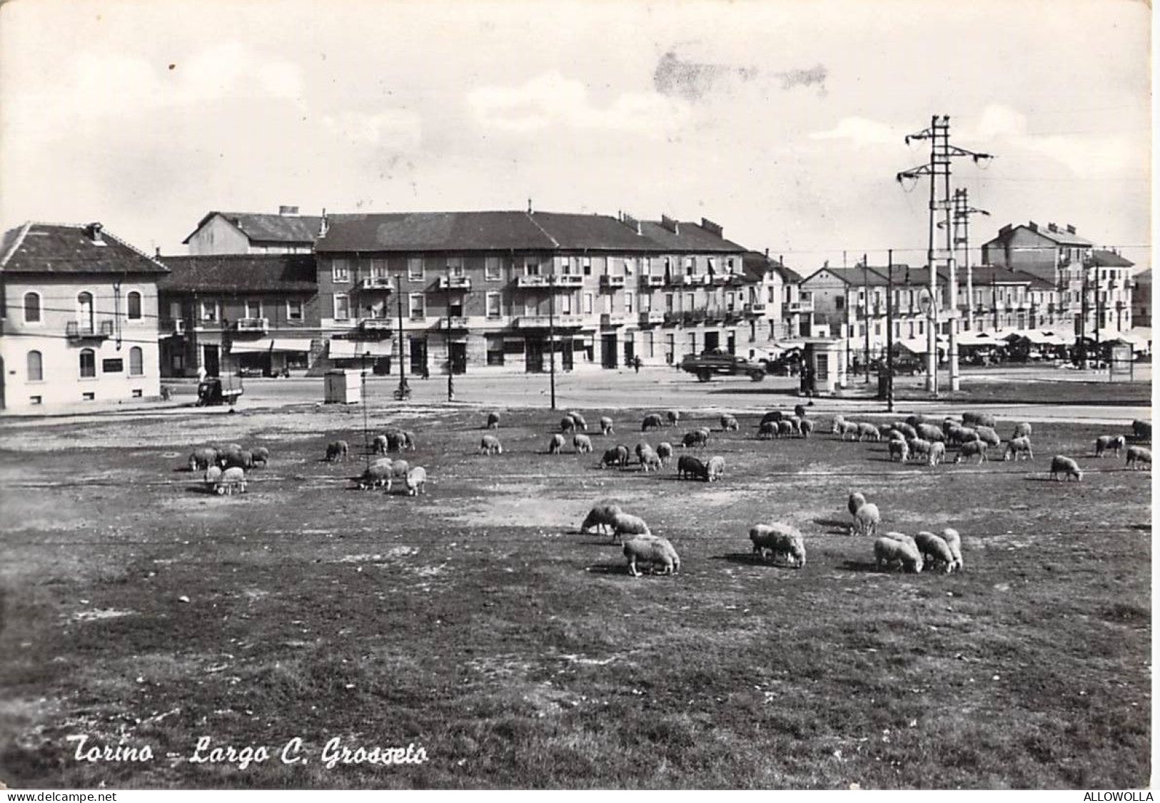 26651 " TORINO-LARGO C. GROSSETO " PECORE AL PASCOLO-VERA FOTO -CART. SPED.1959 - Places