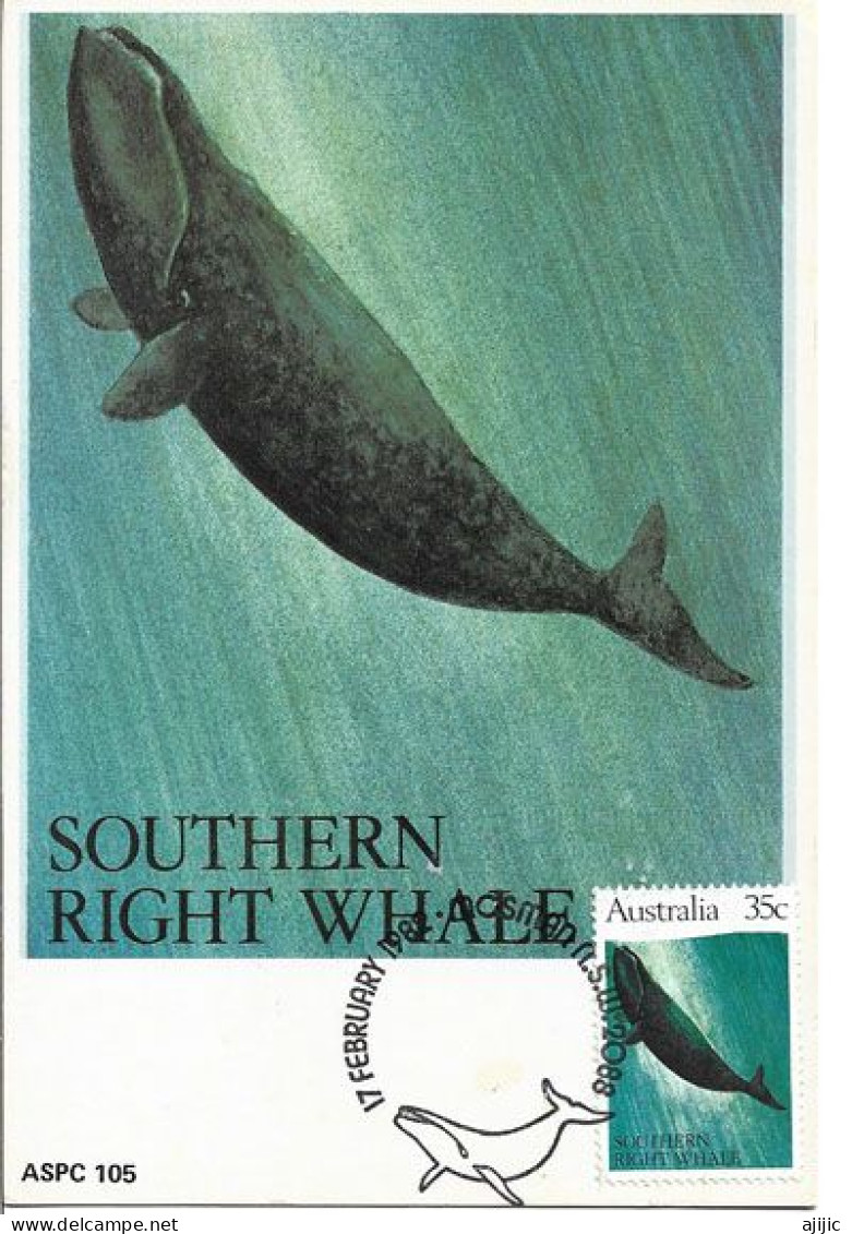 AUSTRALIE. Baleine Franche Australe CARTE MAXIMUM  (Australian Whales) - Walvissen