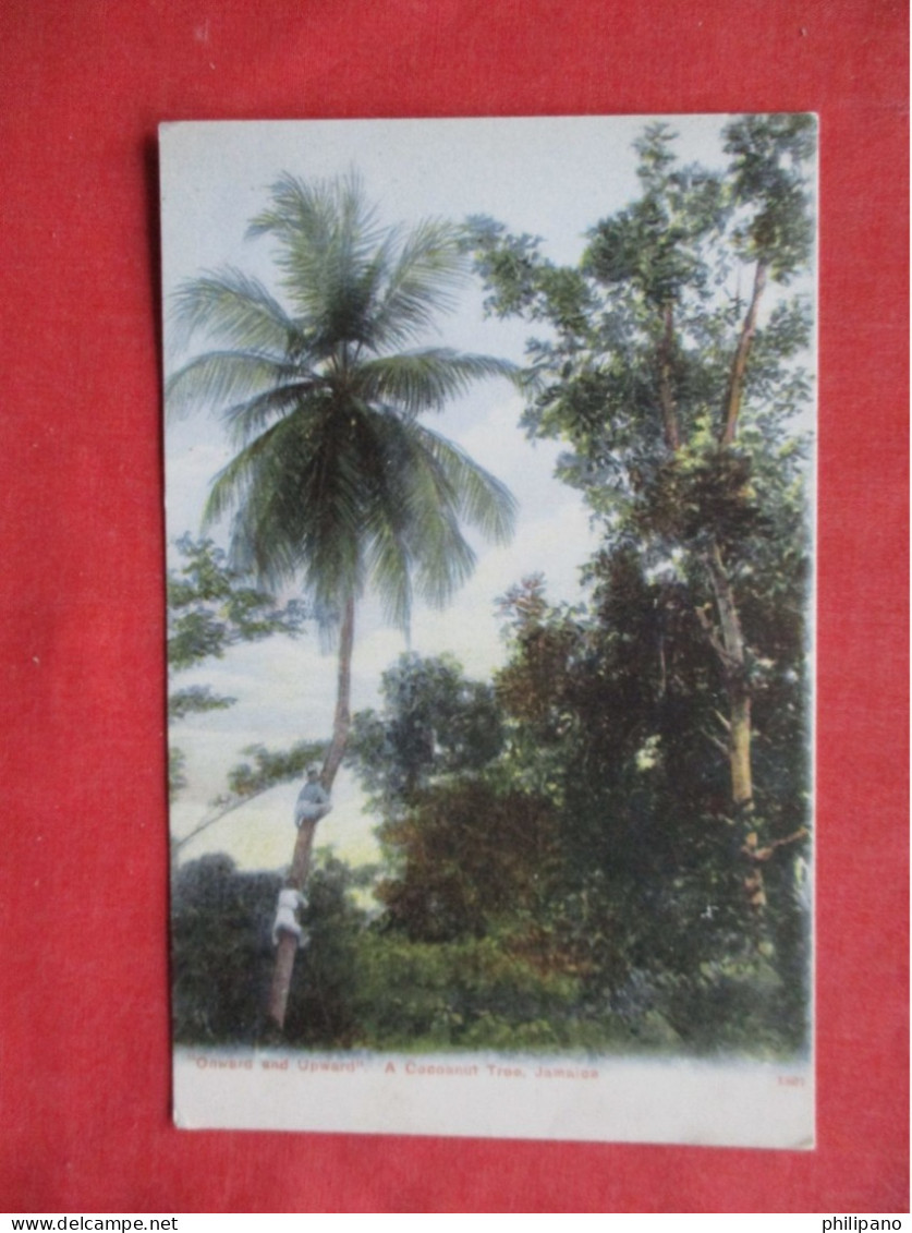 Climbing A Cocoanut Tree  Jamaica  Ref 6373 - Jamaica