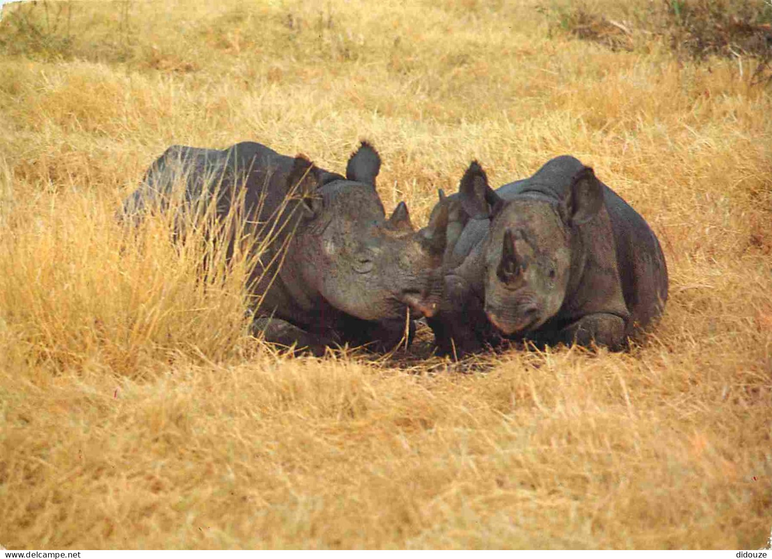 Tanzanie - Rhinocéros - Black Rhinos - Animaux - CPM - Voir Scans Recto-Verso - Tanzanie