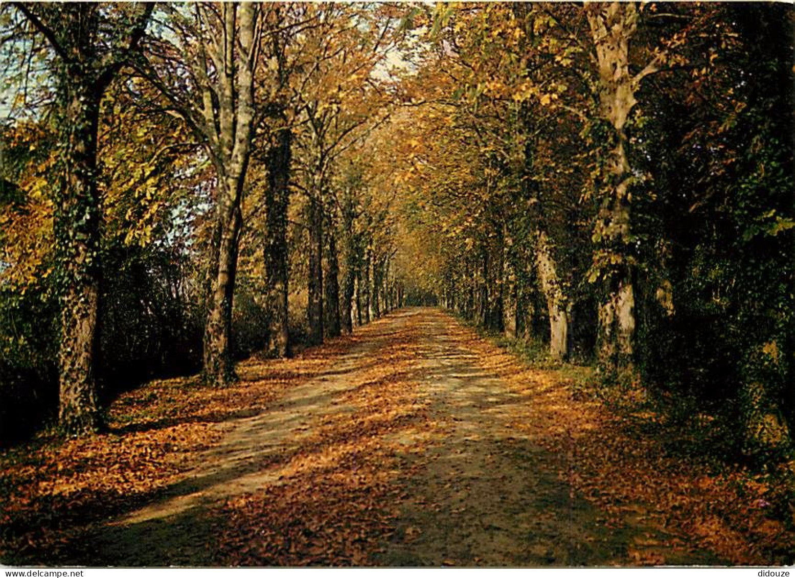 Forêt - Arbres - CPM - Voir Scans Recto-Verso - Bomen