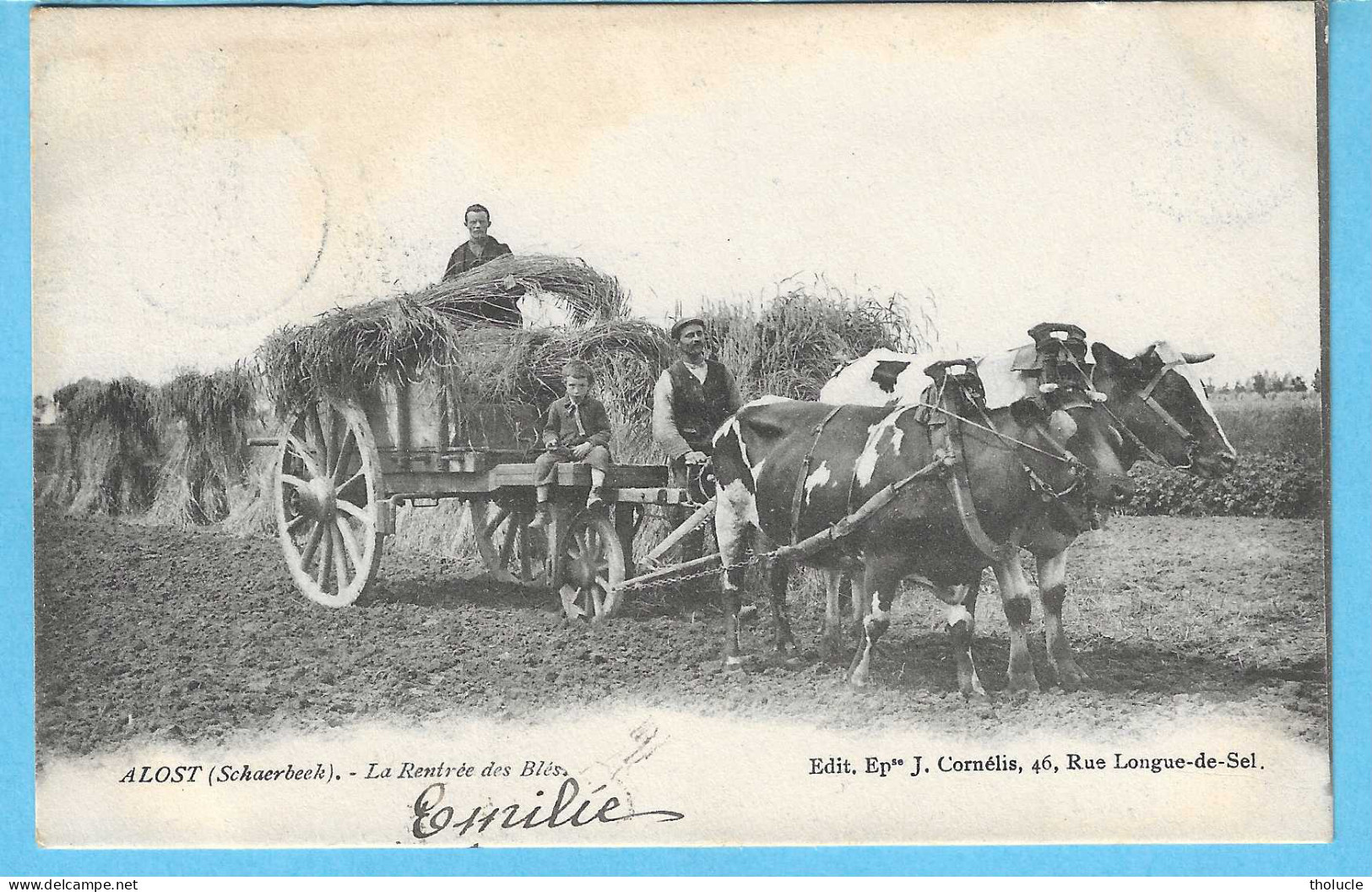 Aalst-Alost (Schaerbeek)-1903-De Oogst-La Rentrée Des Blés-Attelage De Bœufs-Uitg.Epse J.Cornelis ,Aalst-Très Rare - Aalst