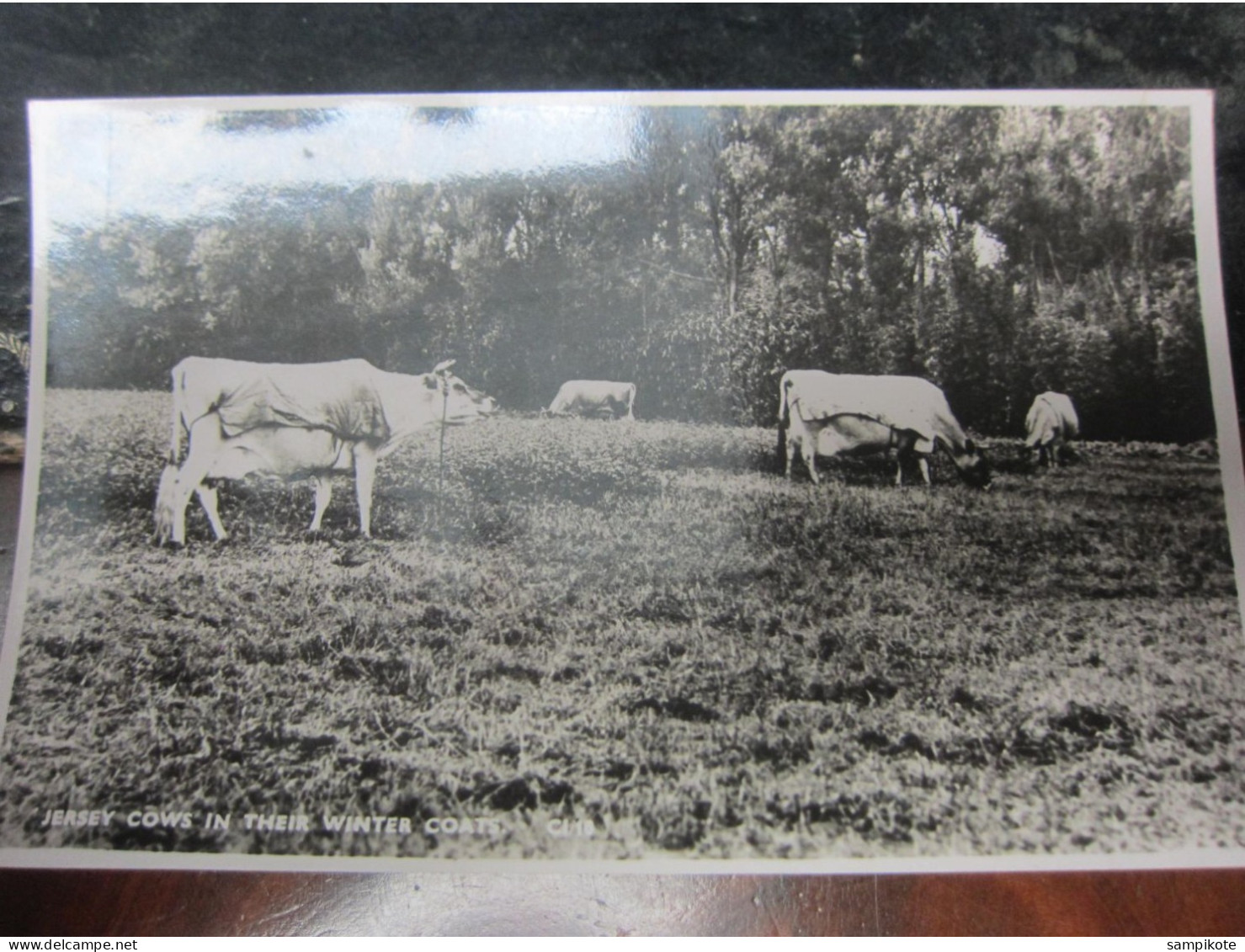 Carte Postale Vaches De Jersey Avec Leur Couverture D'hiver - Allevamenti