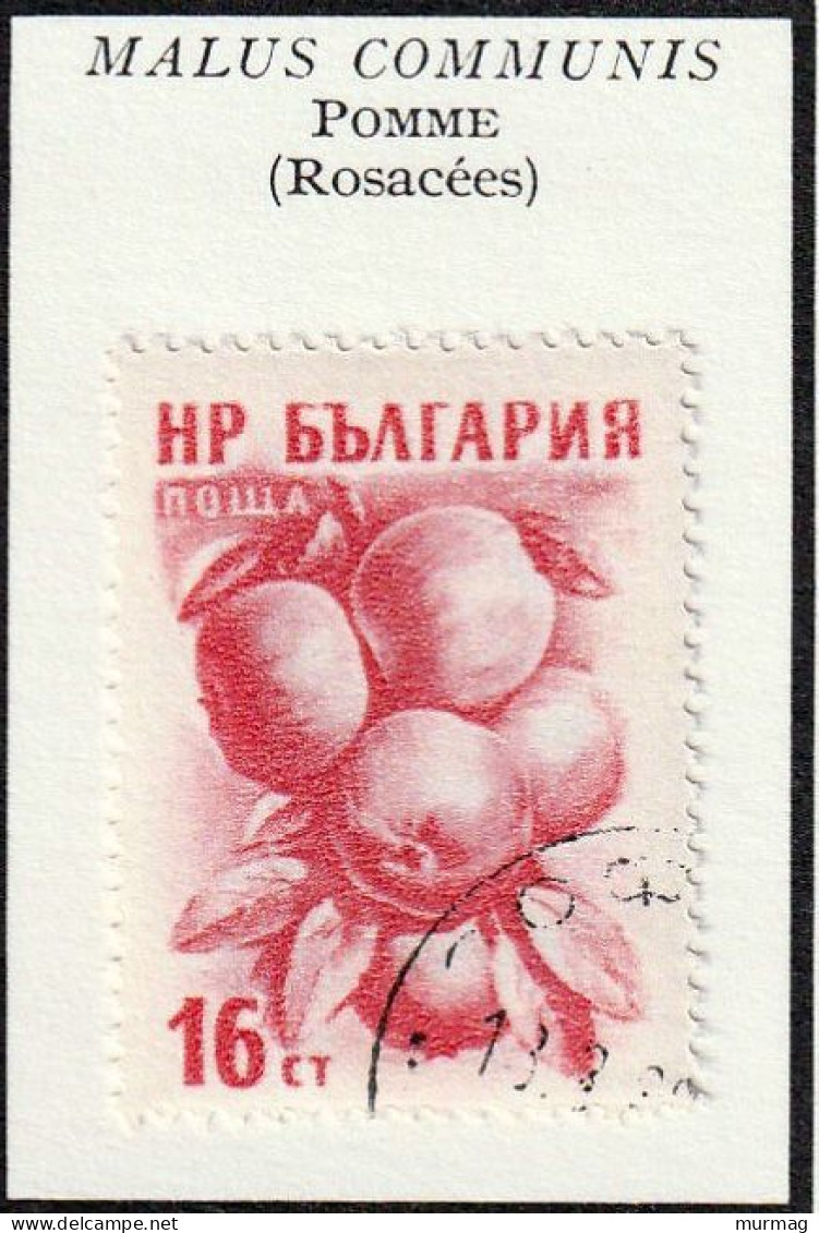 BULGARIE - Fruits, Cerise, Coing, Poire, Pomme - Y&T N° 851-853, 855 - 856 - 1956-1957 - Oblitérés - Usados