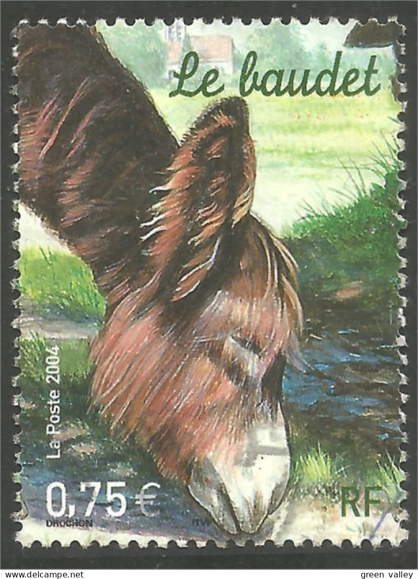 329 France Baudet Ane Donkey Esel Burro Asino Asno Ezel (662) - Donkeys