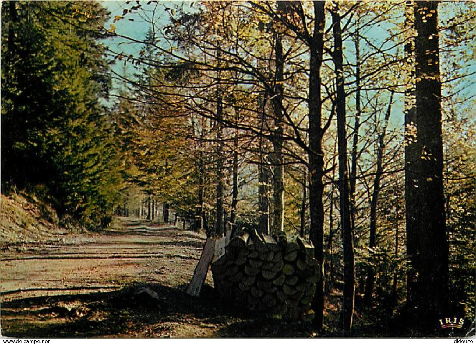 Forêt - Arbres - CPM - Voir Scans Recto-Verso - Alberi