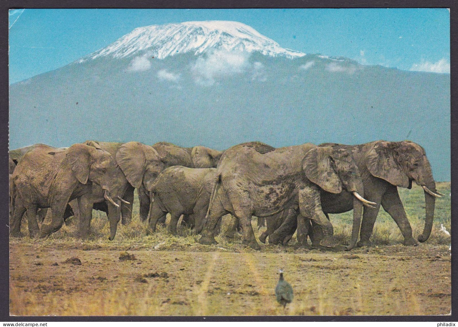 Afrika Wildlife Elefantenherde Am Kilimanjaro 1979 (N-890) - Kenya