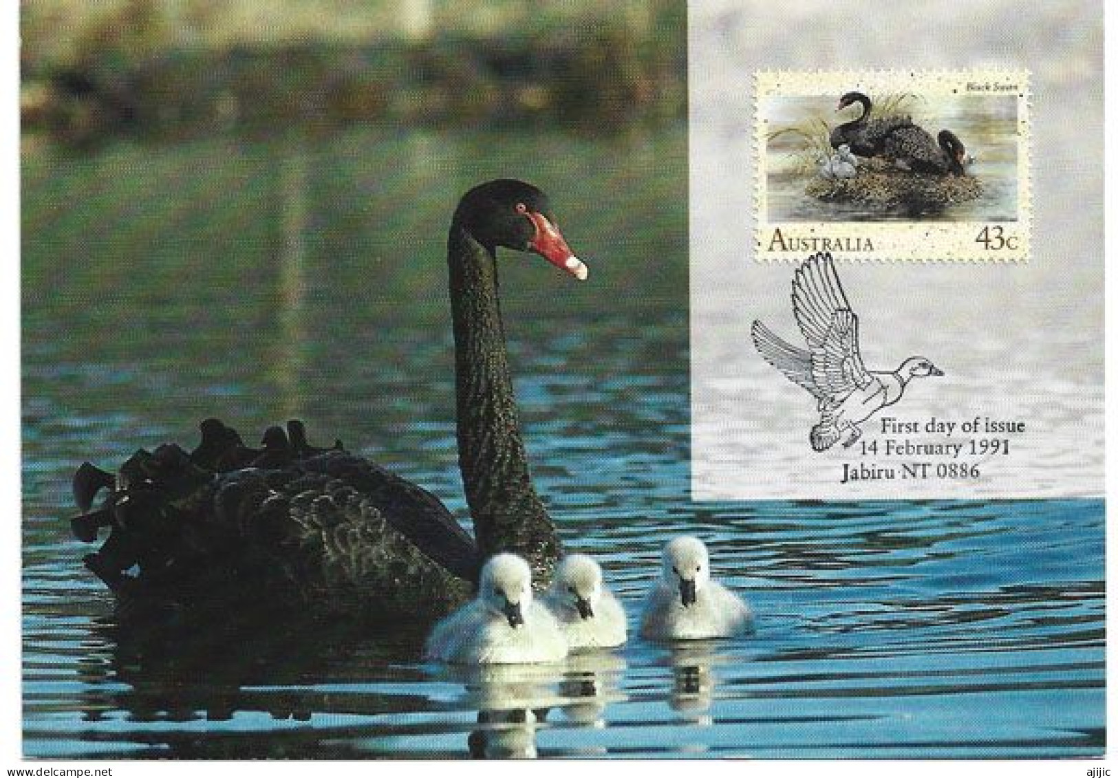 AUSTRALIE . Le Cygne Noir D'Australie. Carte-maximum - Cygnes