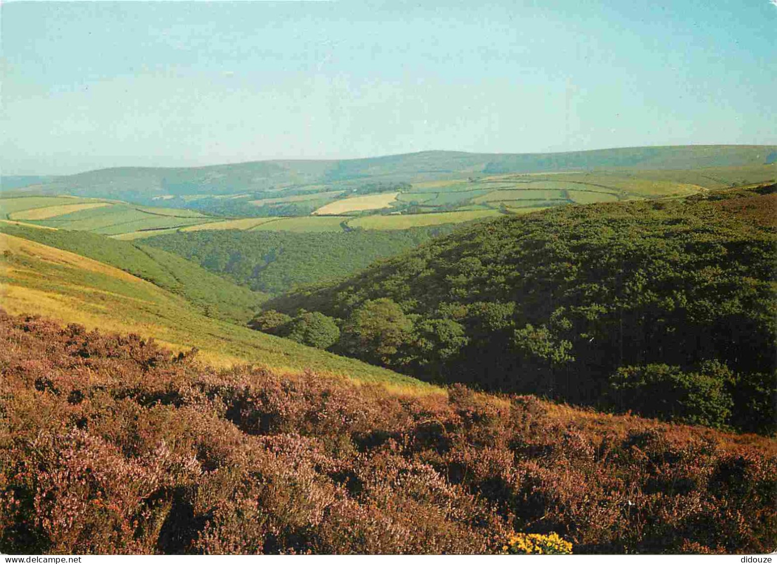 Angleterre - Dunkery Beacon From Porlock Common - A View Of Dunkery Beacon - Somerset - England - Royaume Uni - UK - Uni - Other & Unclassified