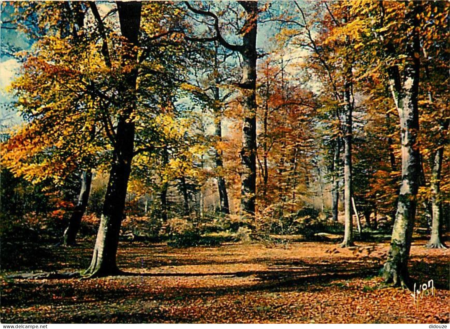 Forêt - Arbres - CPM - Voir Scans Recto-Verso - Trees