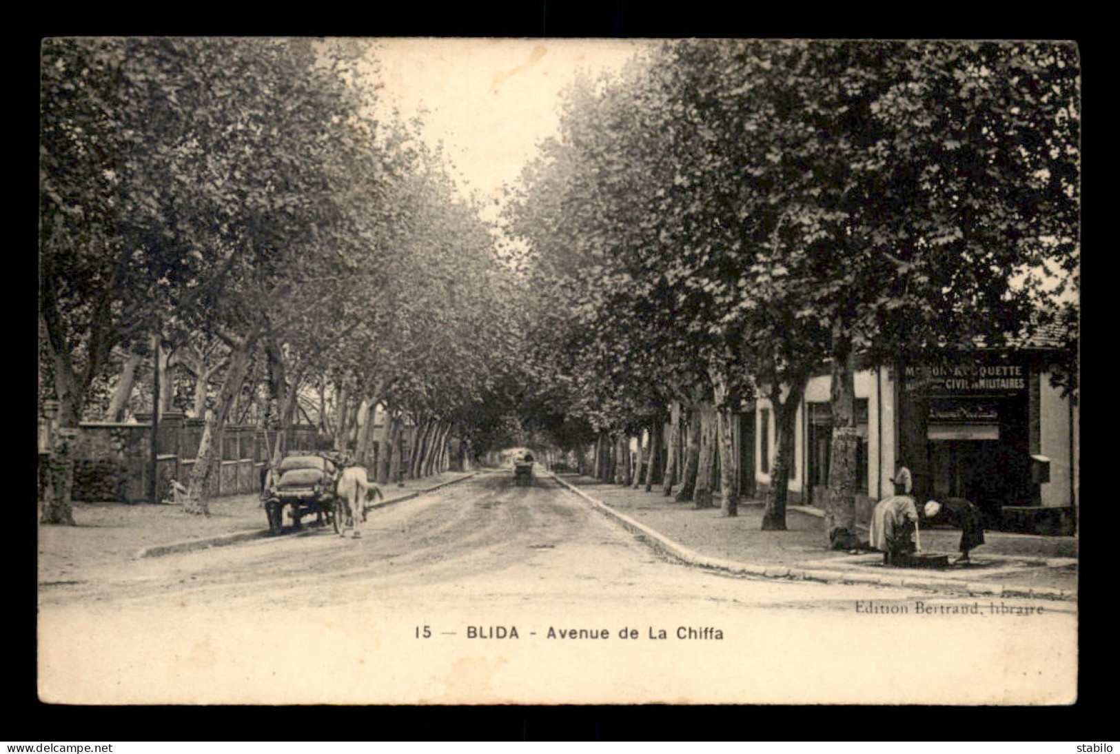 ALGERIE - BLIDA - AVENUE DE LA CHIFFA - Blida